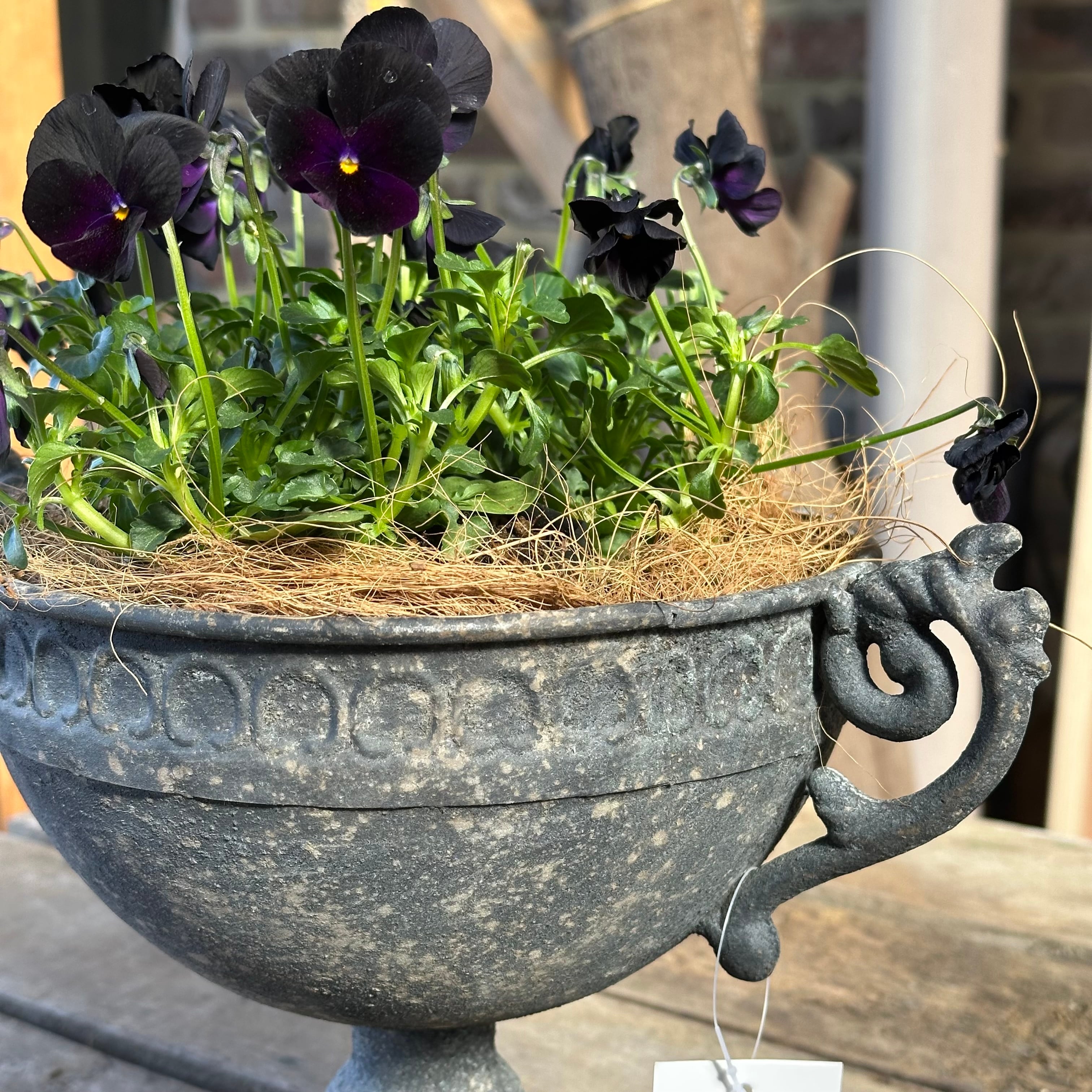 セット③｜グレーの軽い鉢にブラックビオラを植えよう | グリーン