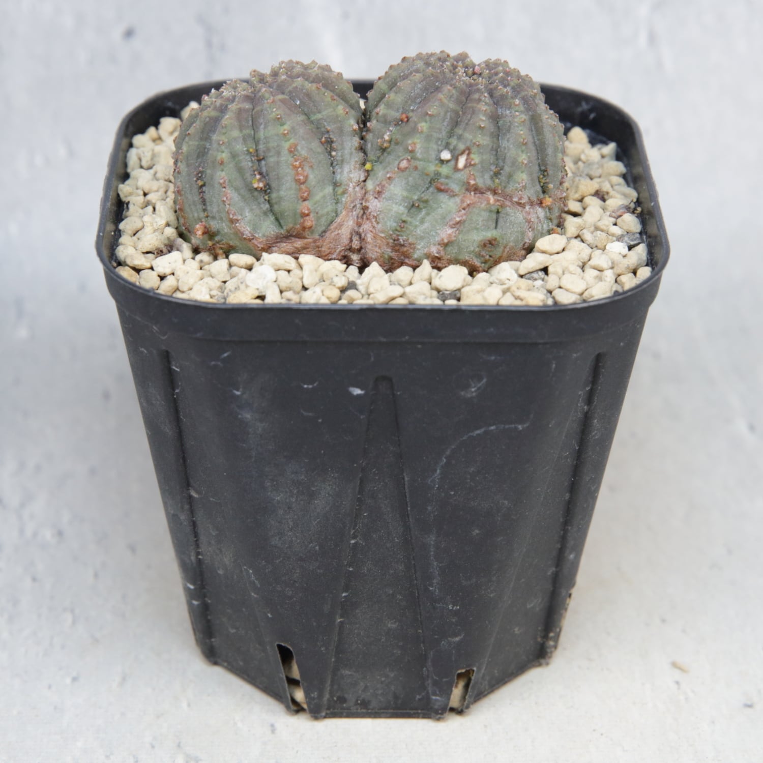 ダブルヘッド 扁平 オベサ / ユーフォルビア 木質化 | LIGHTHOUSE