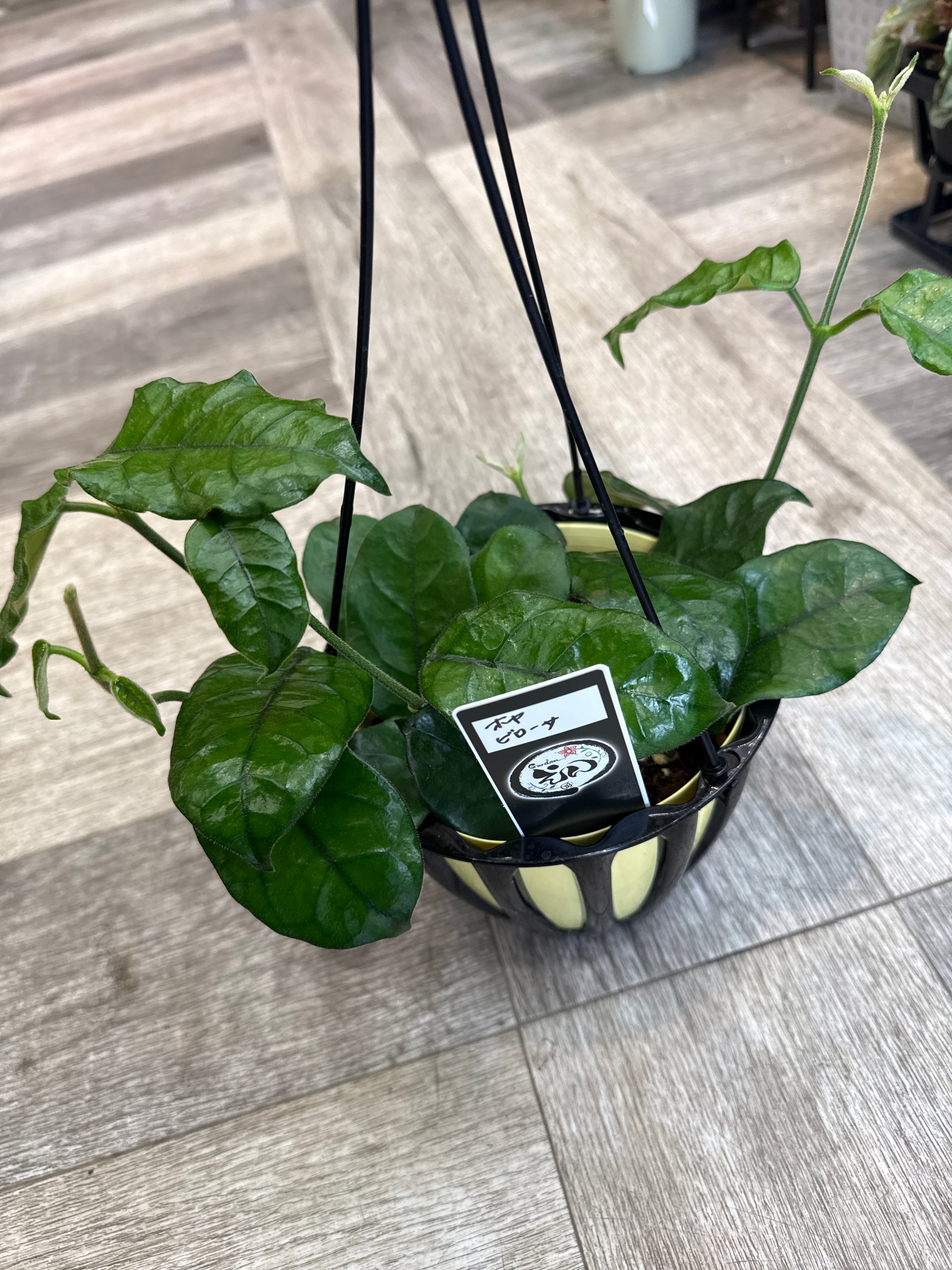 ホヤ ビローサ | Gardenえん 【観葉熱帯植物】