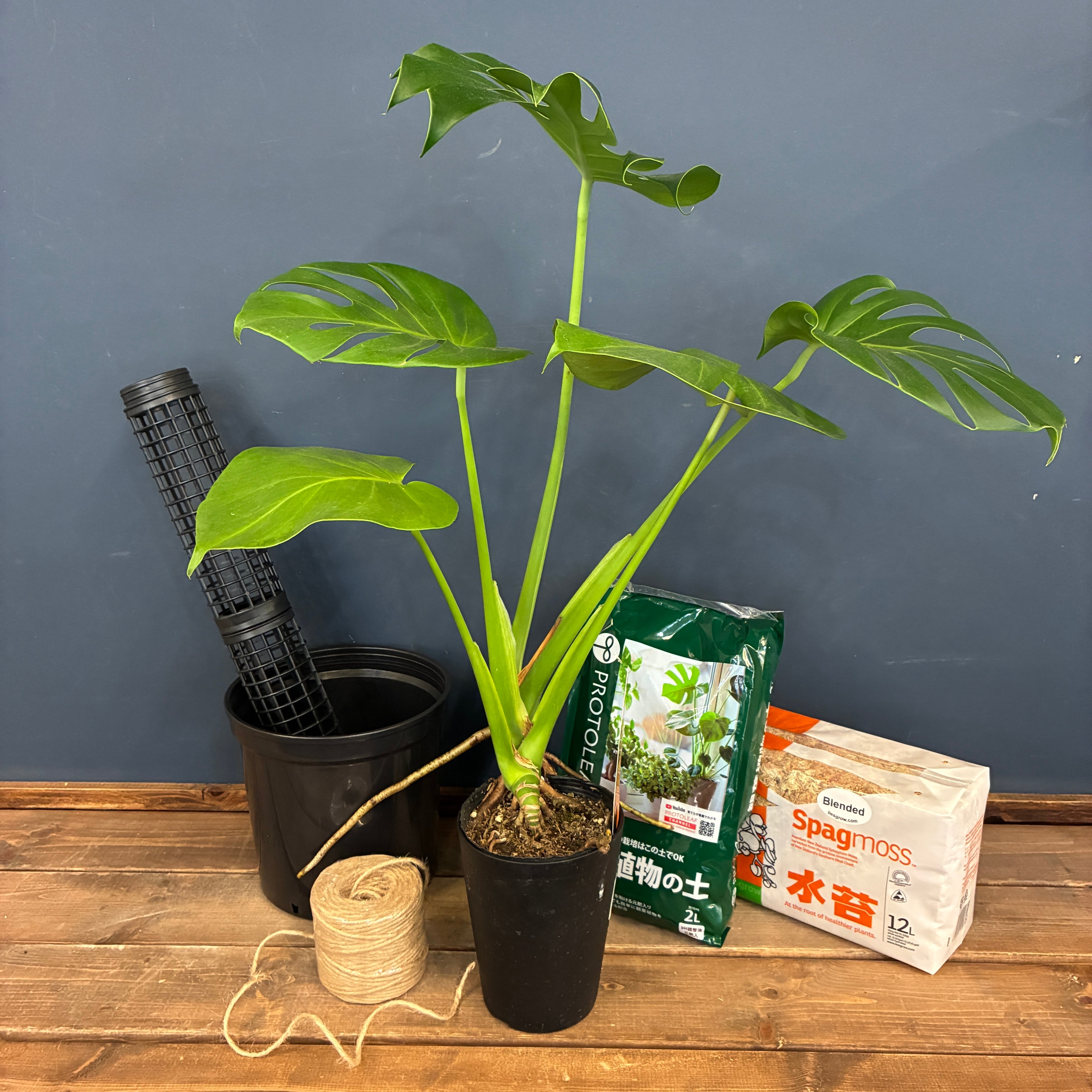 育てやすい観葉植物 | PROTOLEAF プロトリーフ
