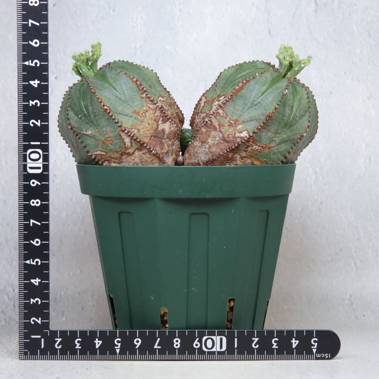 メス株 最大幅 約14cm ダブルヘッド オベサ / ユーフォルビア