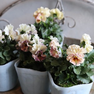 ビオラ　アイクルール　冬から春のお花　　丈夫で育てやすい　寄せ植えにオススメ　