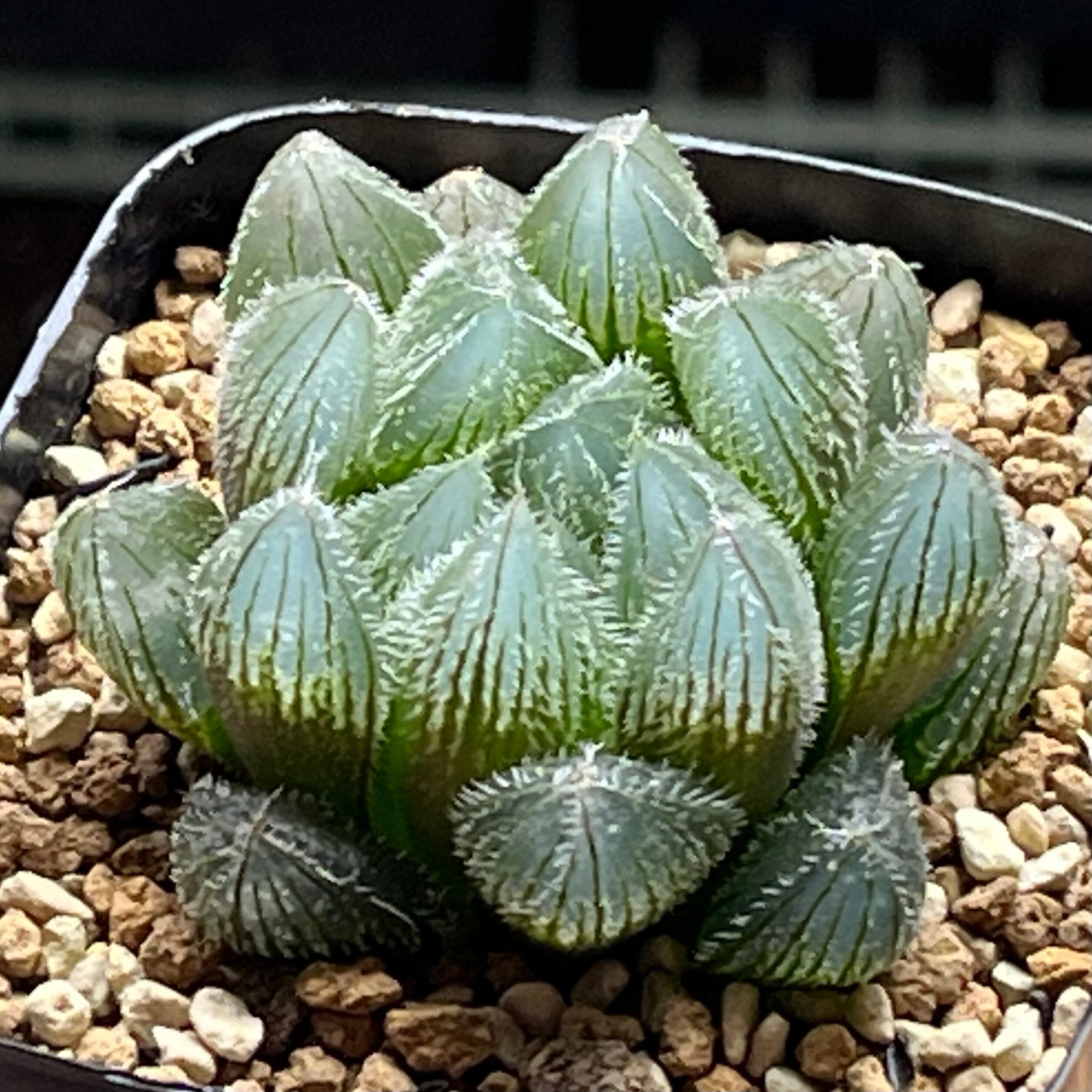 ベヌスタ系 | mocono_plants