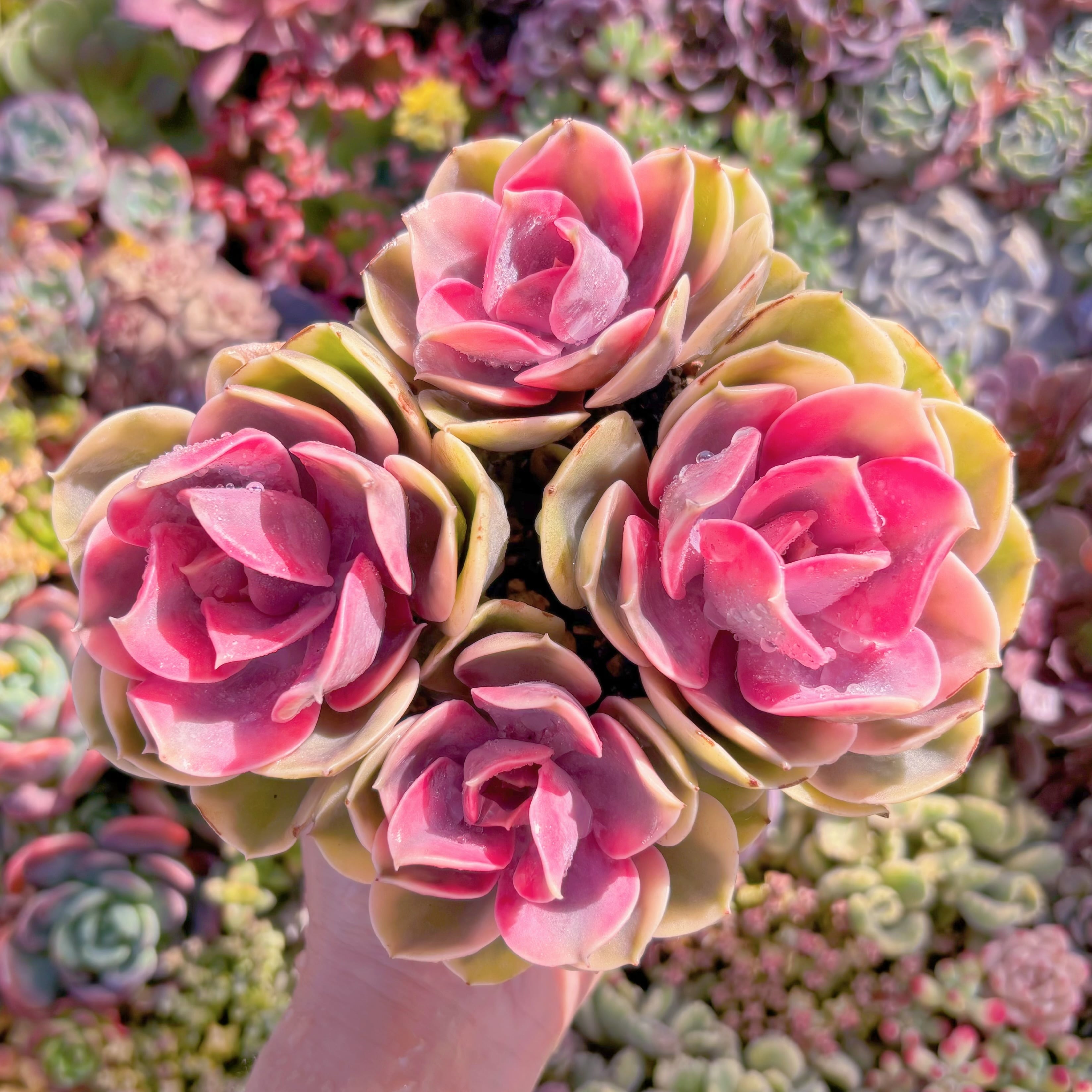 多肉植物　レインボー　群生　新入荷　るる農園