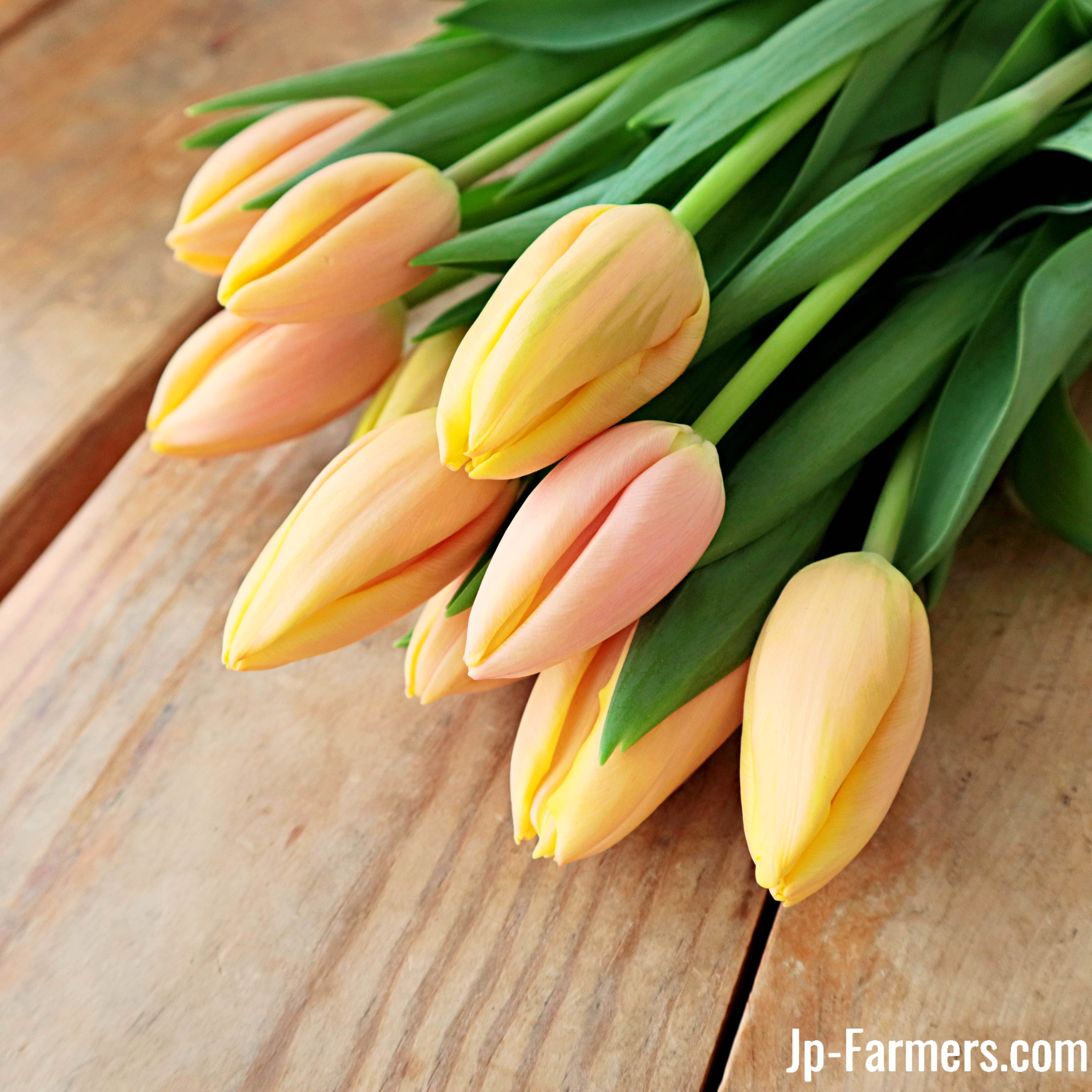 一重咲きチューリップ 色がかわいい！『マンゴーチャーム』 | 新鮮お花