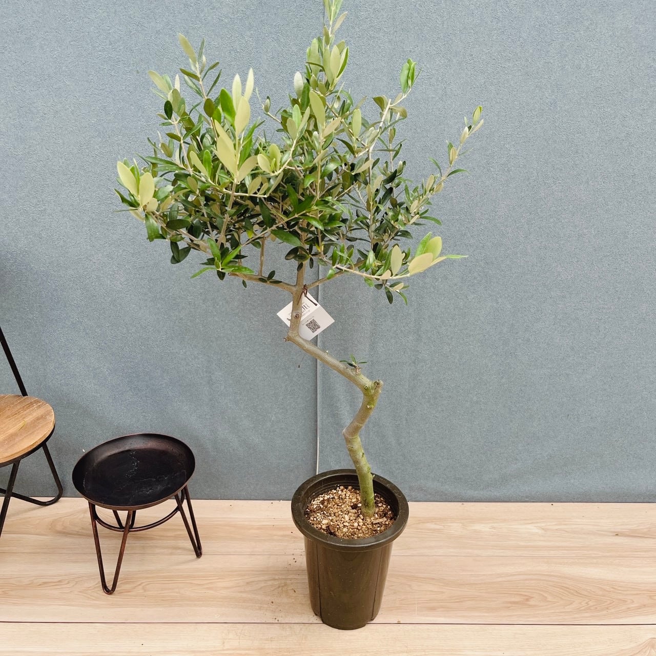 現品］E 創樹 オリーブ ルッカ 6号 観葉植物 屋外 オリーブの木