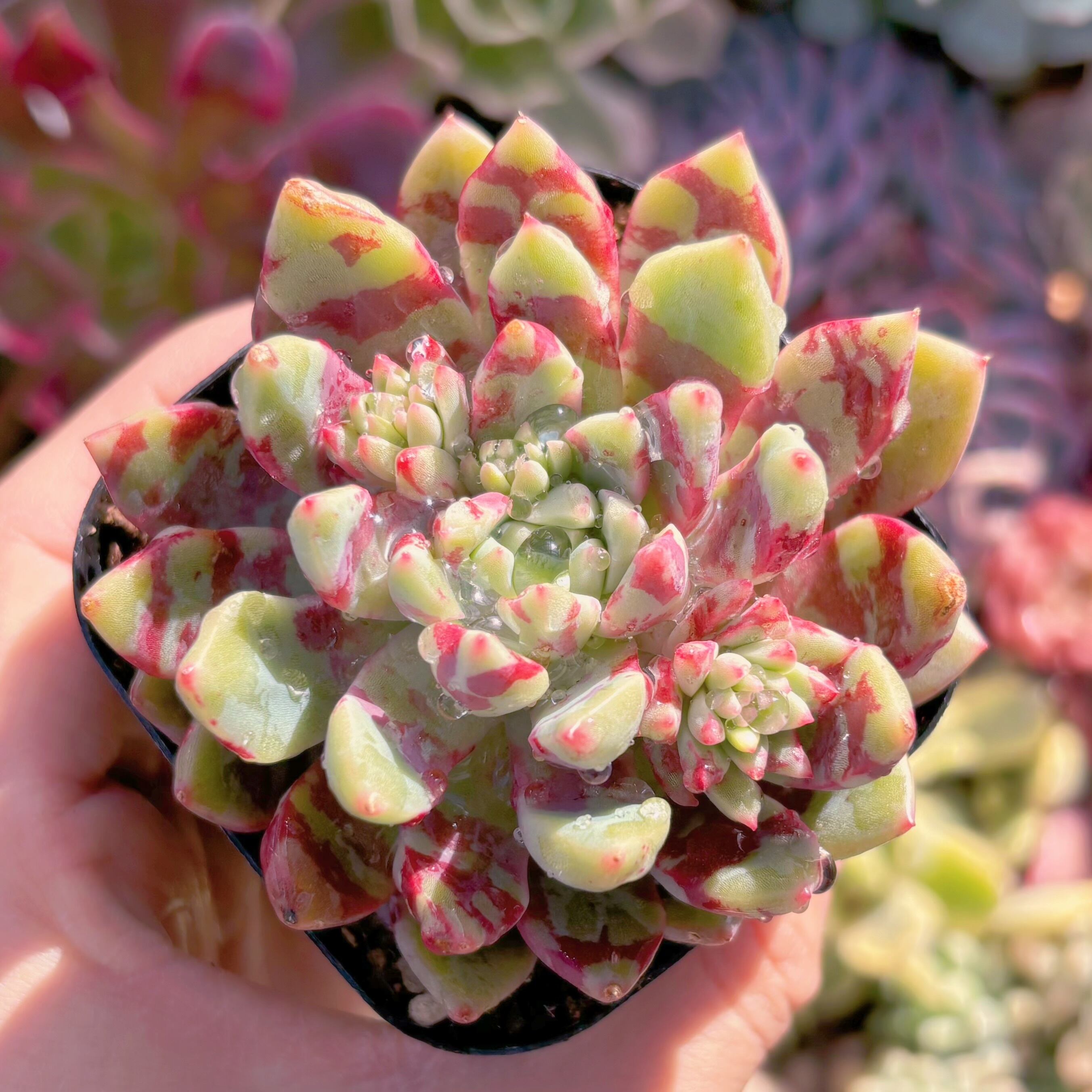 現品　ブラッドスワロー#2160　るる農園