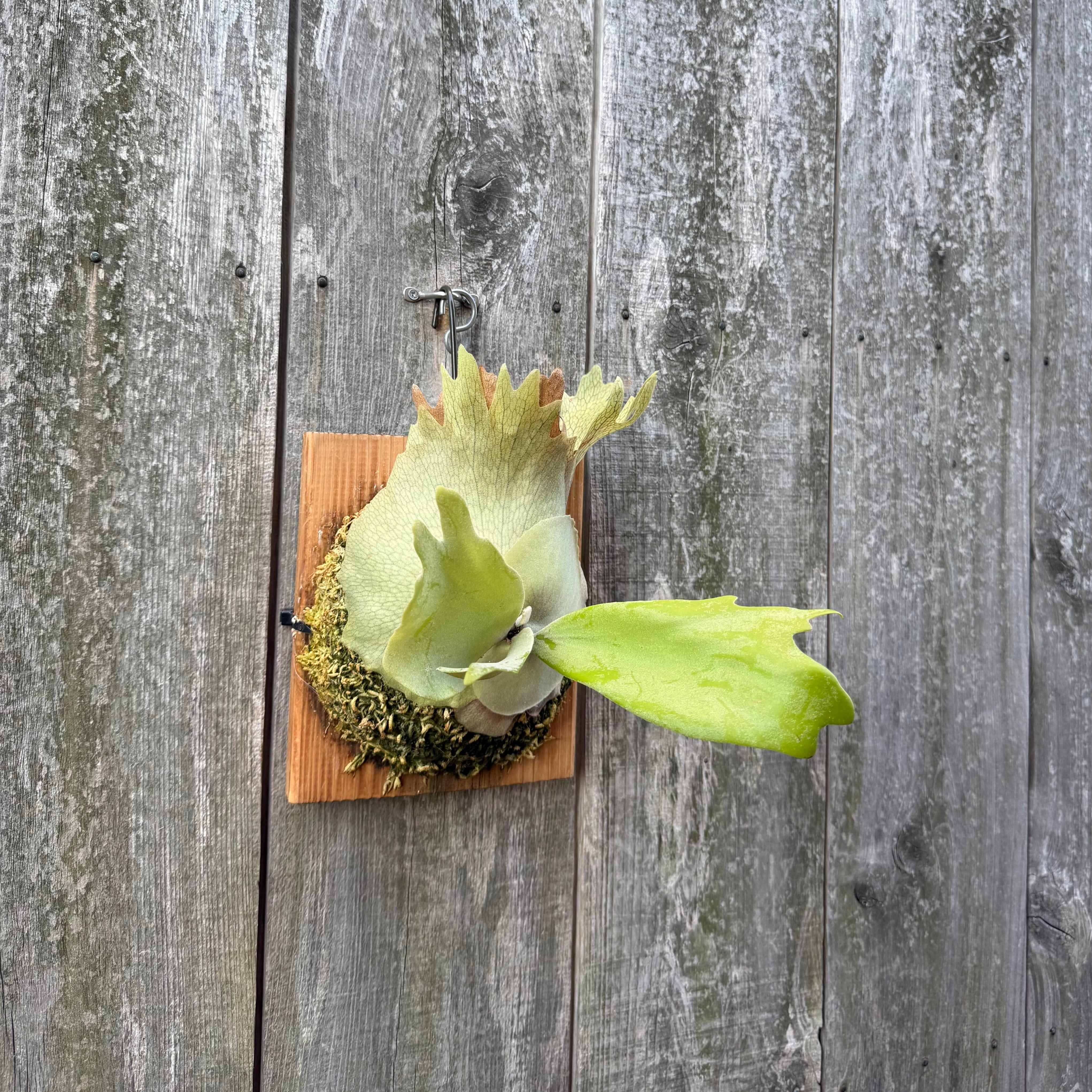 P. willinckii cv. Seiren (pup) | naturefix