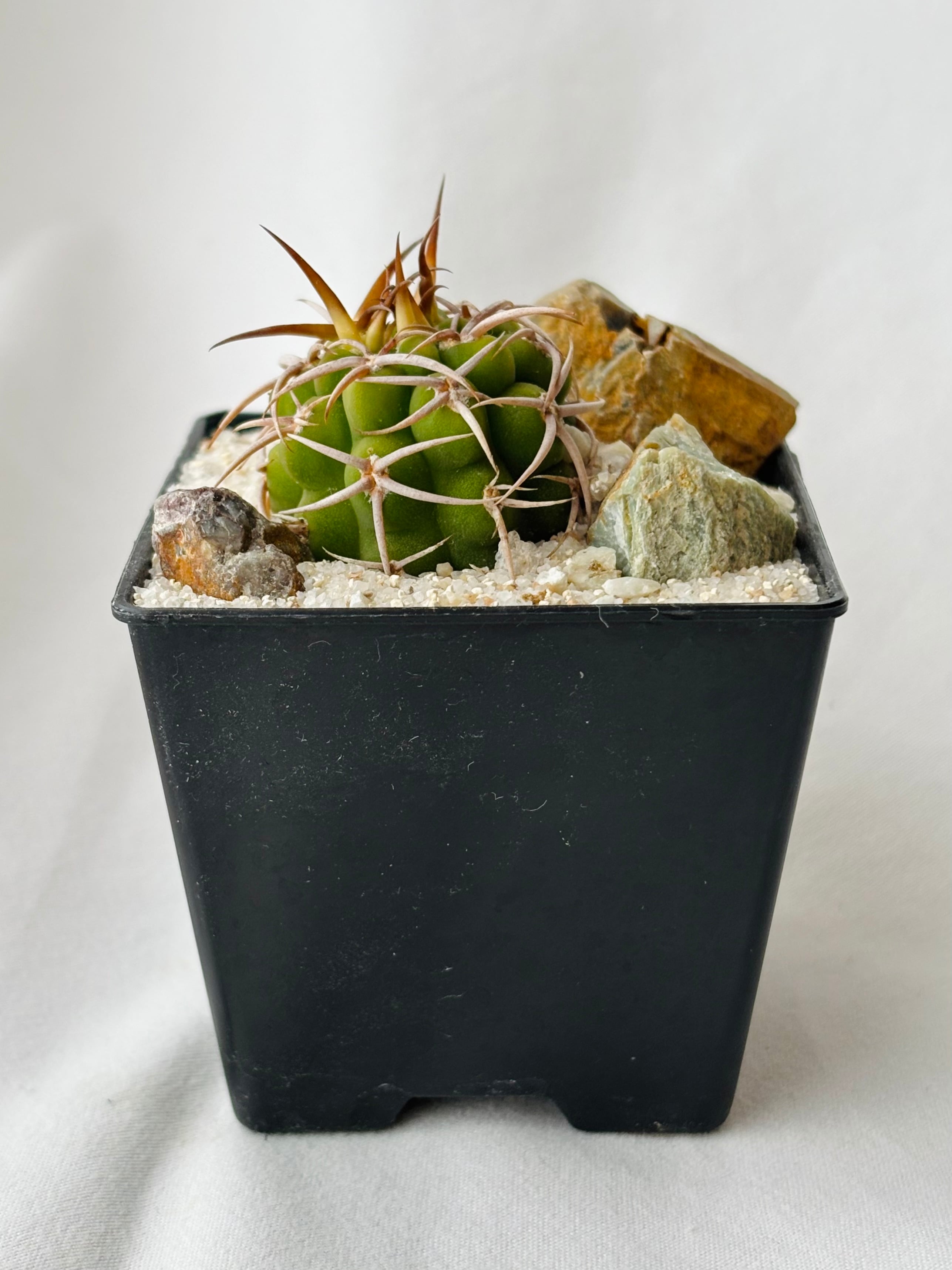 Gymnocalycium mostii ssp. ferocior ギムノカリキウム フェロシオール