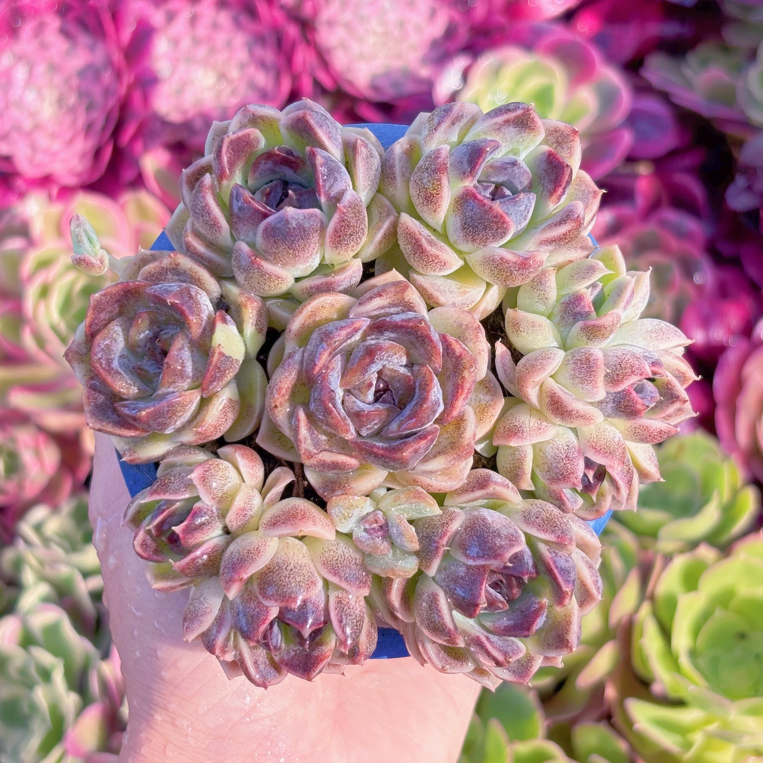 多肉植物　紫晶(7苗)　新入荷　るる農園