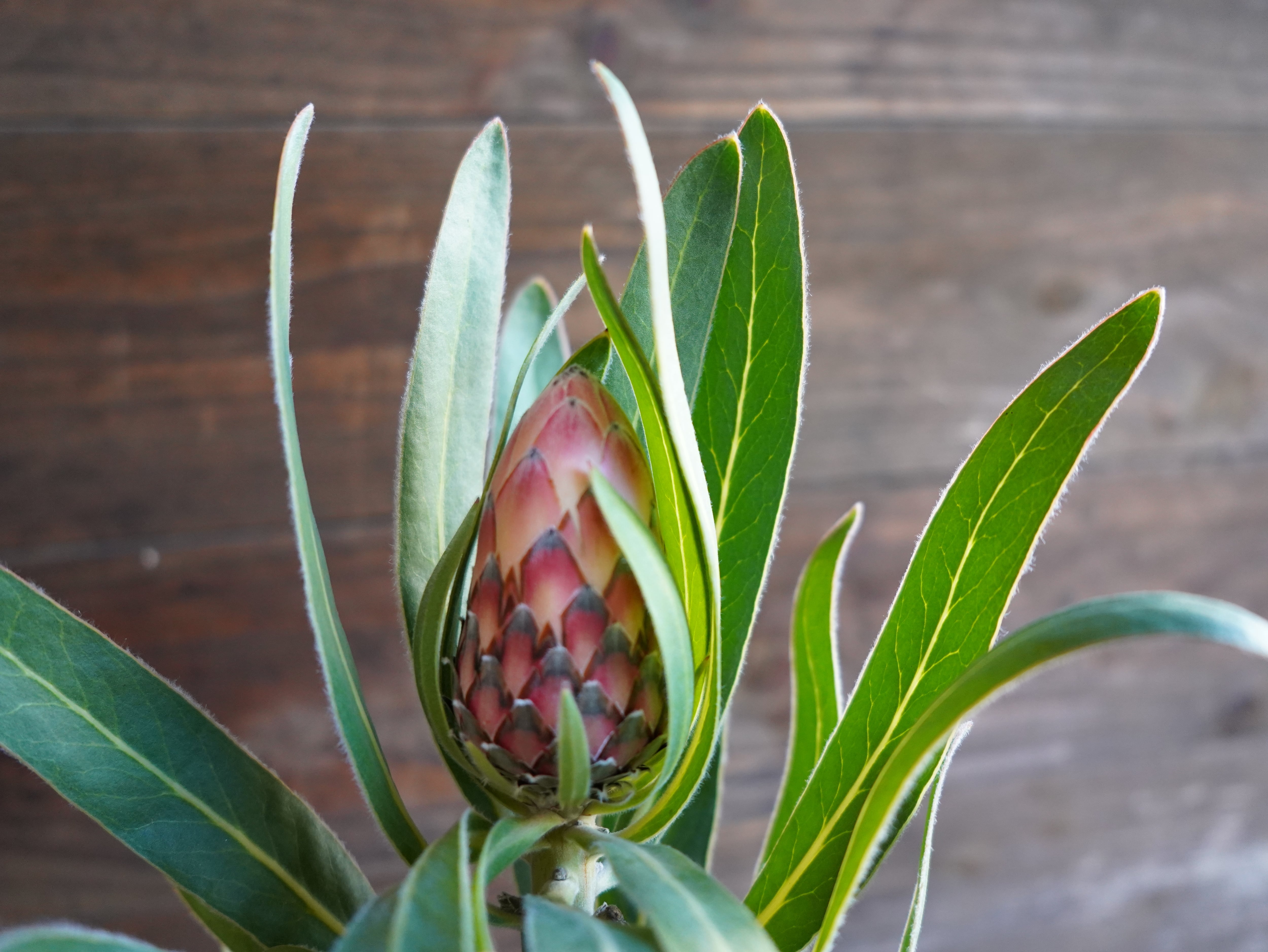 【現物】プロテア　”オーストラリスルビー”