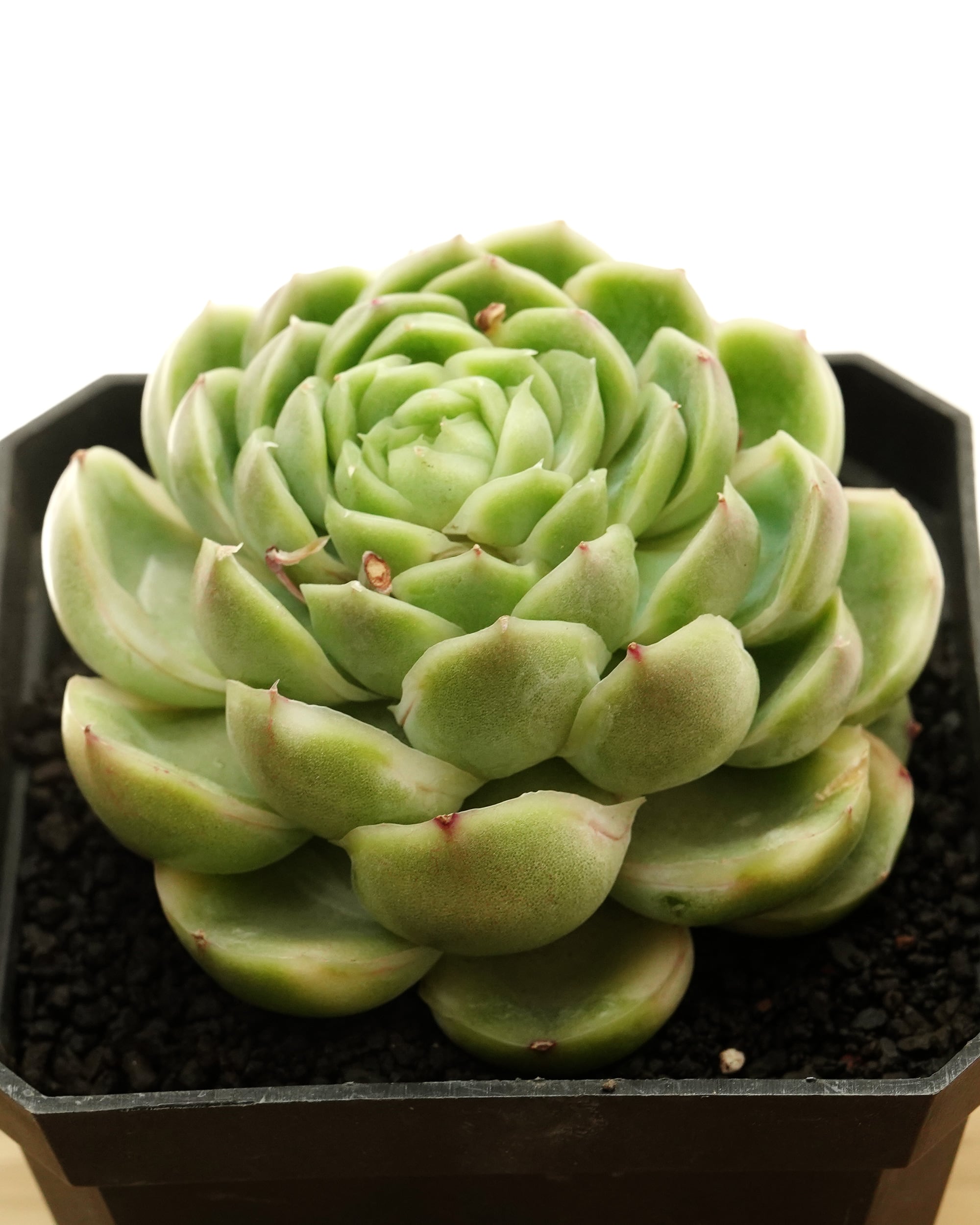 カット苗 シュリンプダンプリング（エビギョウザ） Echeveria 'Shrimp