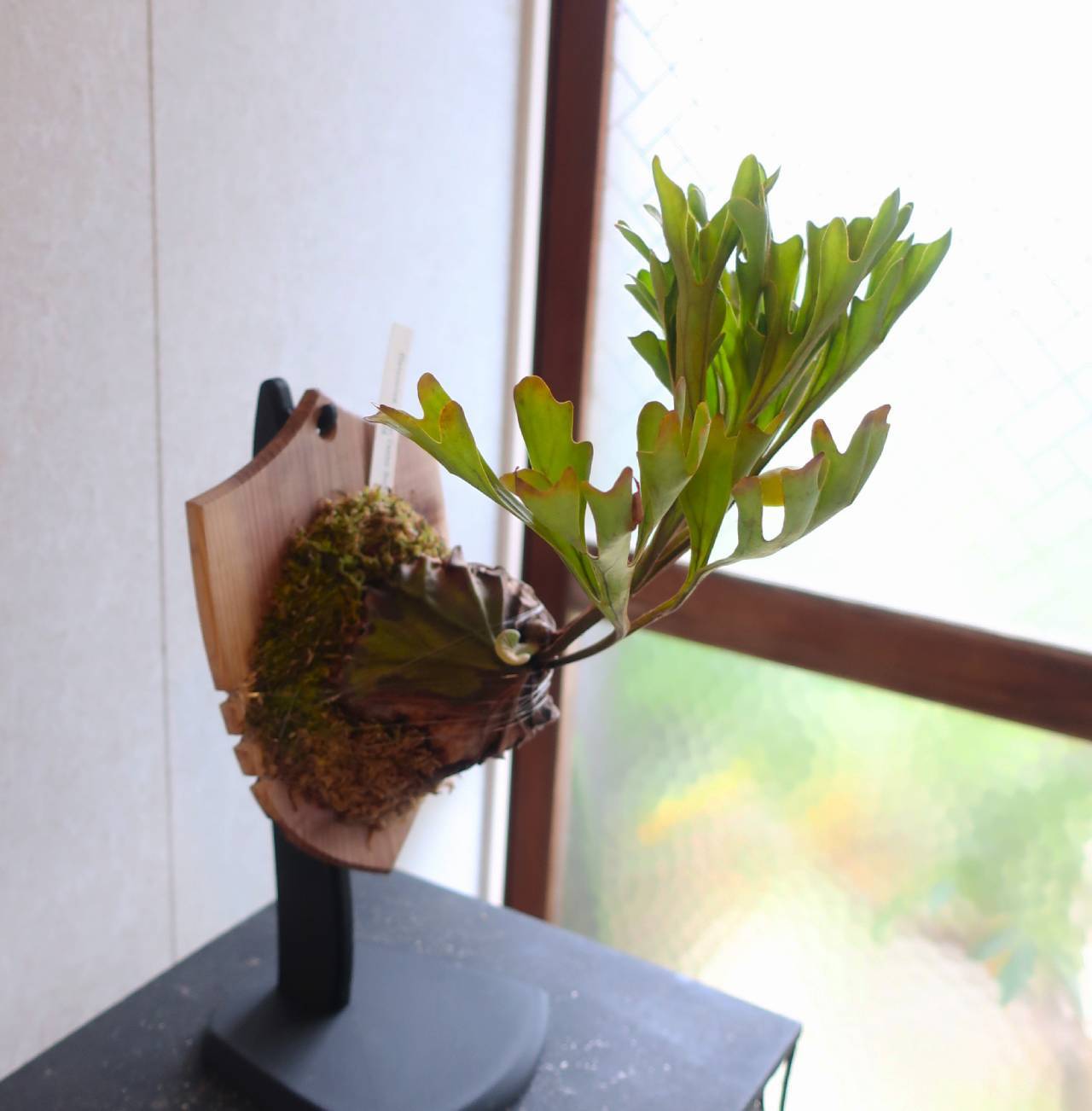 現品【ビカクシダ】リドレイ センターボルネオ／ワイルド株 【配送料