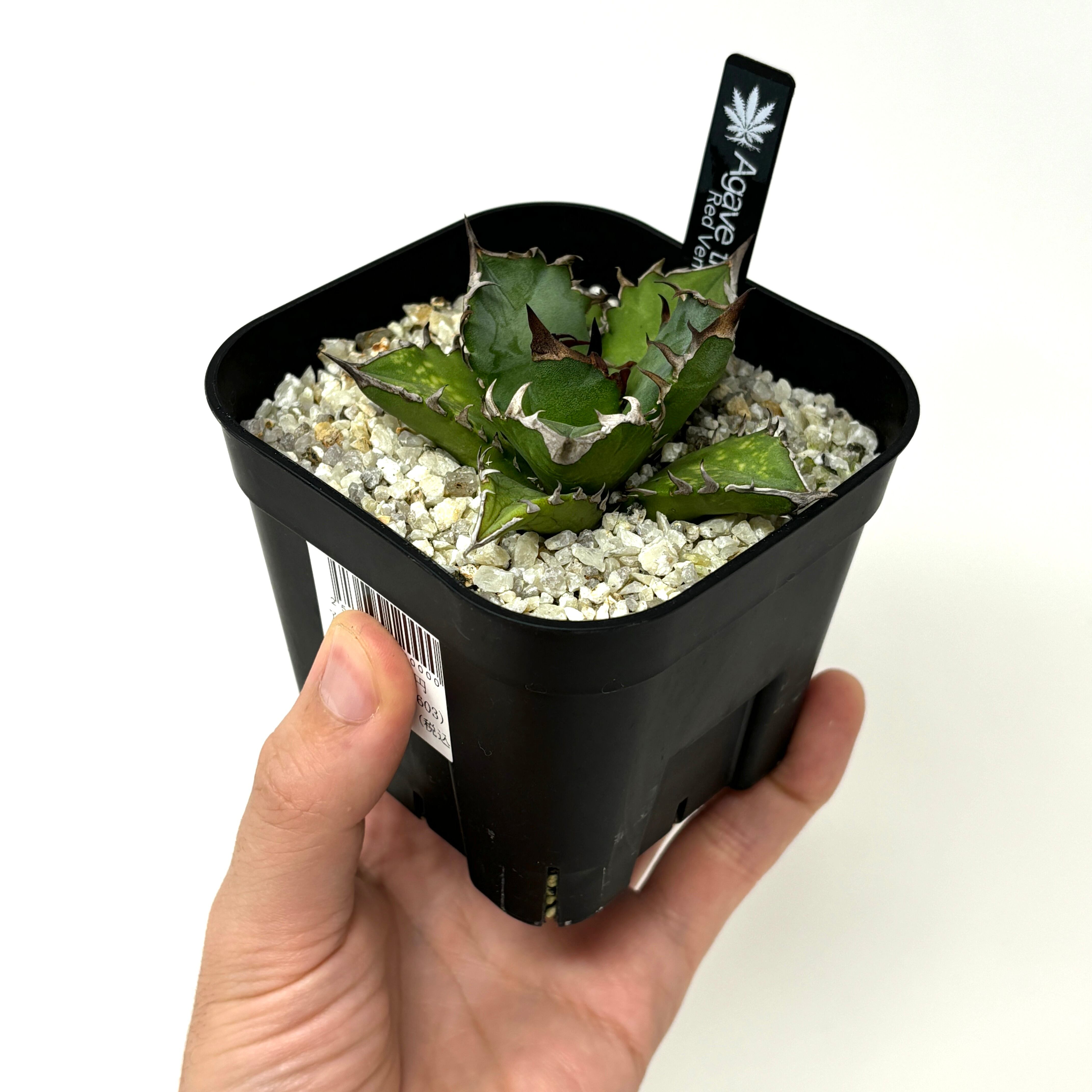 アガベ チタノタ レッドヴェノム【635】 | PROTOLEAF プロトリーフ 