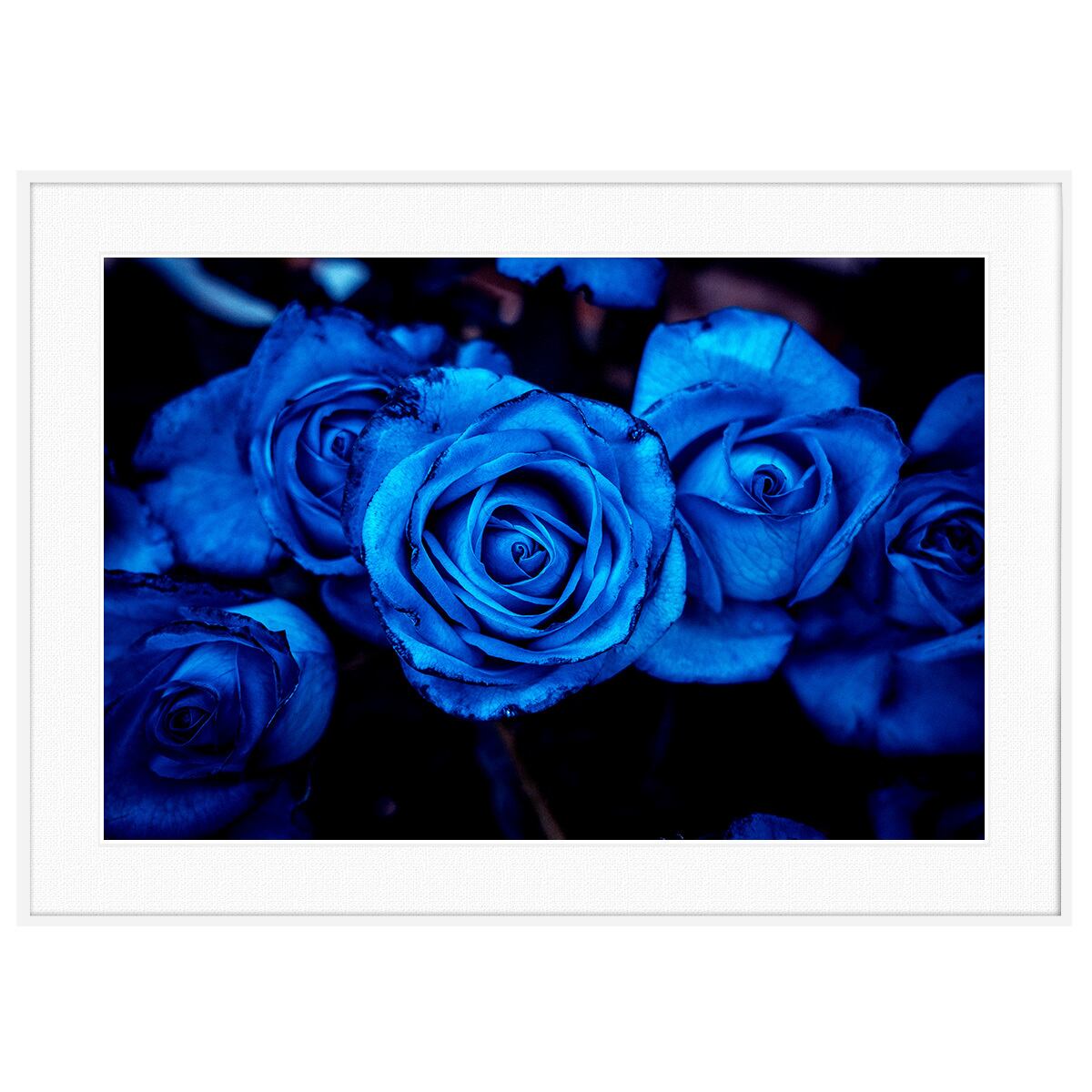 花写真 青いバラ インテリアアートポスター額装 AS2559 | インテリア
