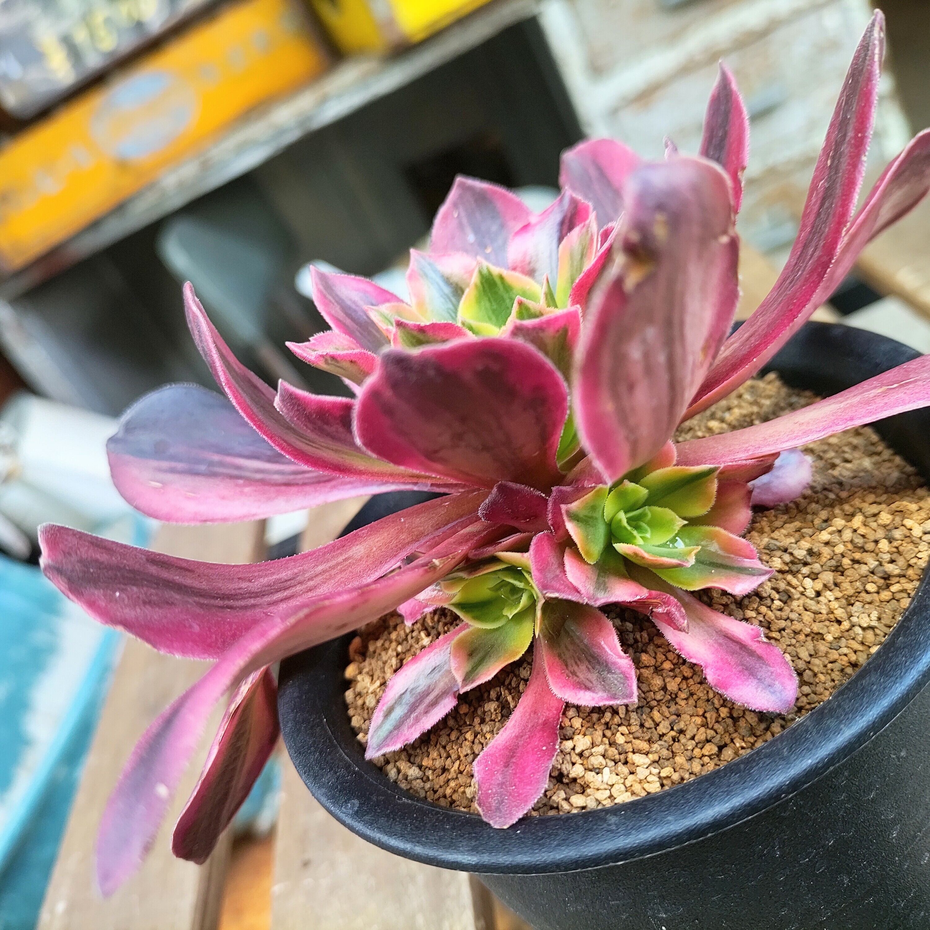 ウェディングドレス(アエオニウム)T | Pay ID