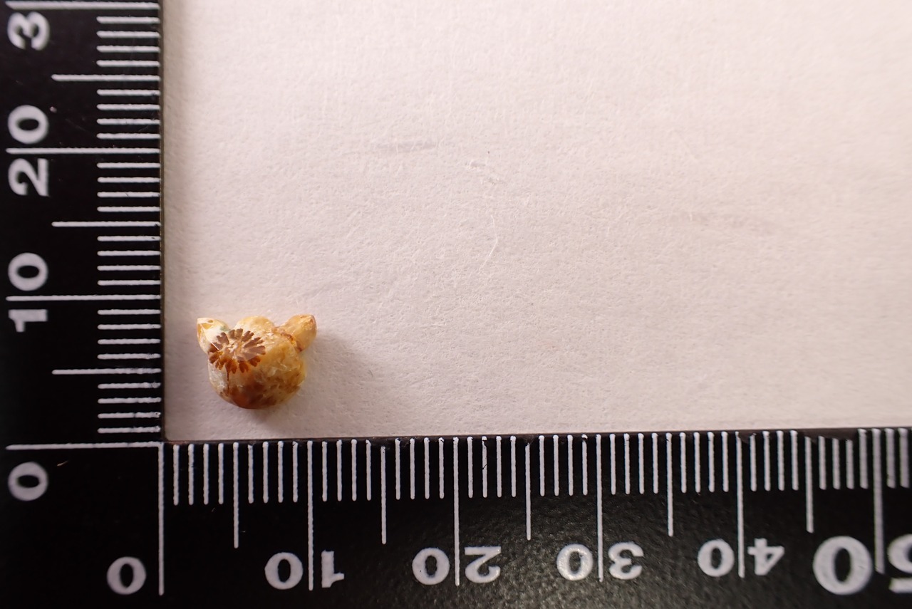 フォッシルコーラル(猫カット)　1.36ct　[D11‐352]