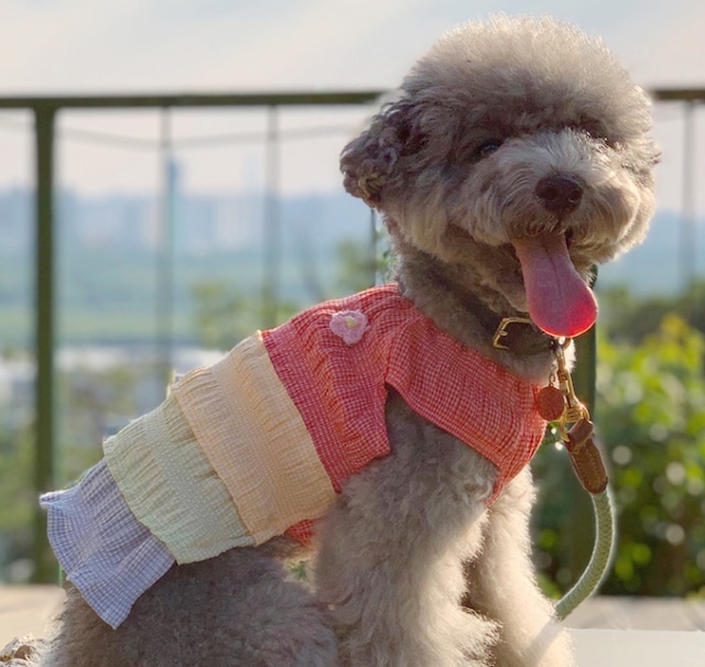 【SALE】チェックレインボーワンピース XS ~ XL  /  犬服 春夏 新作 涼しい 可愛い 犬の服 ドッグウェア ワンちゃん 猫 小型犬 中型犬