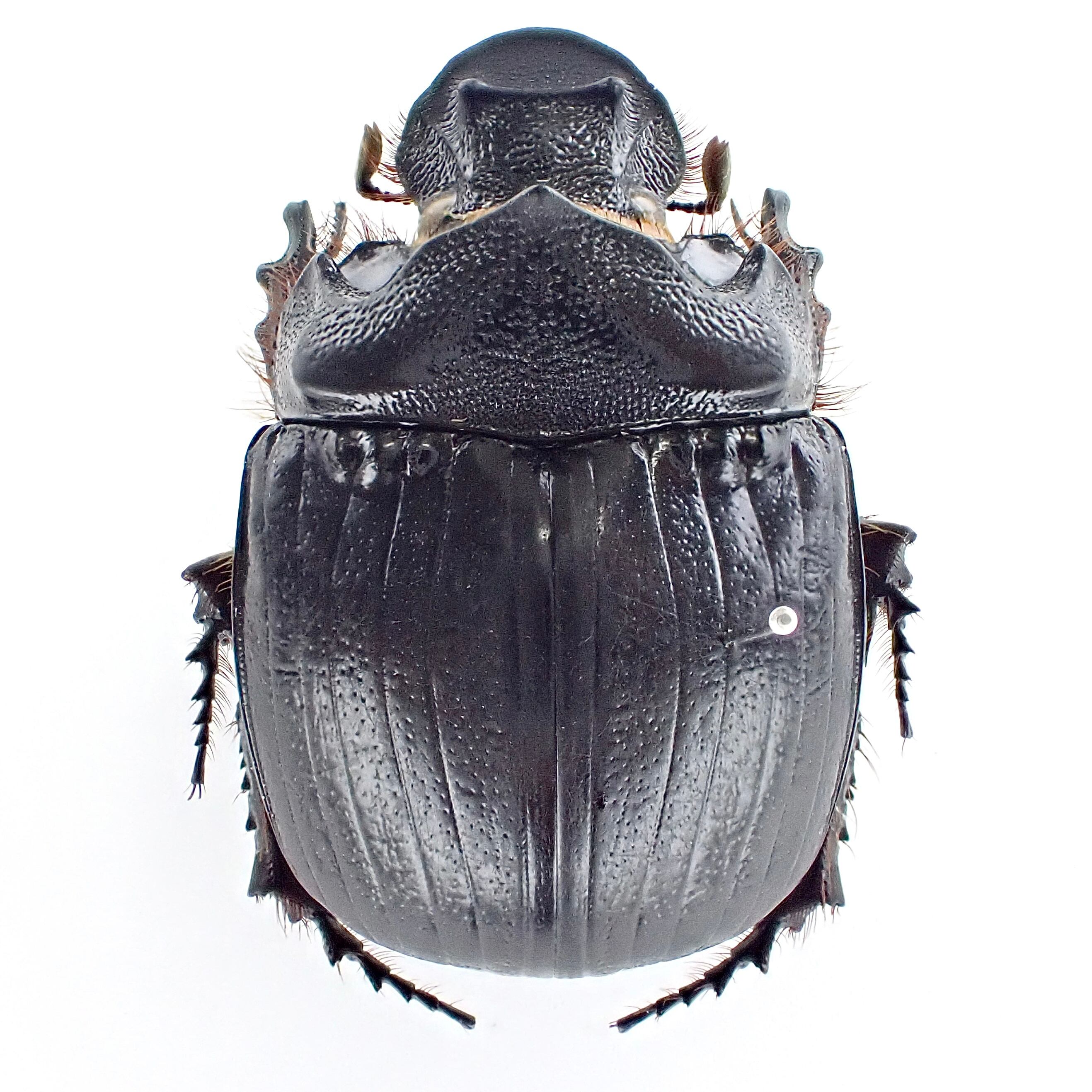 カメルーン産 Heliocopris sp. myrmidon ♂♀ 36mm/36mm | 昆虫標本