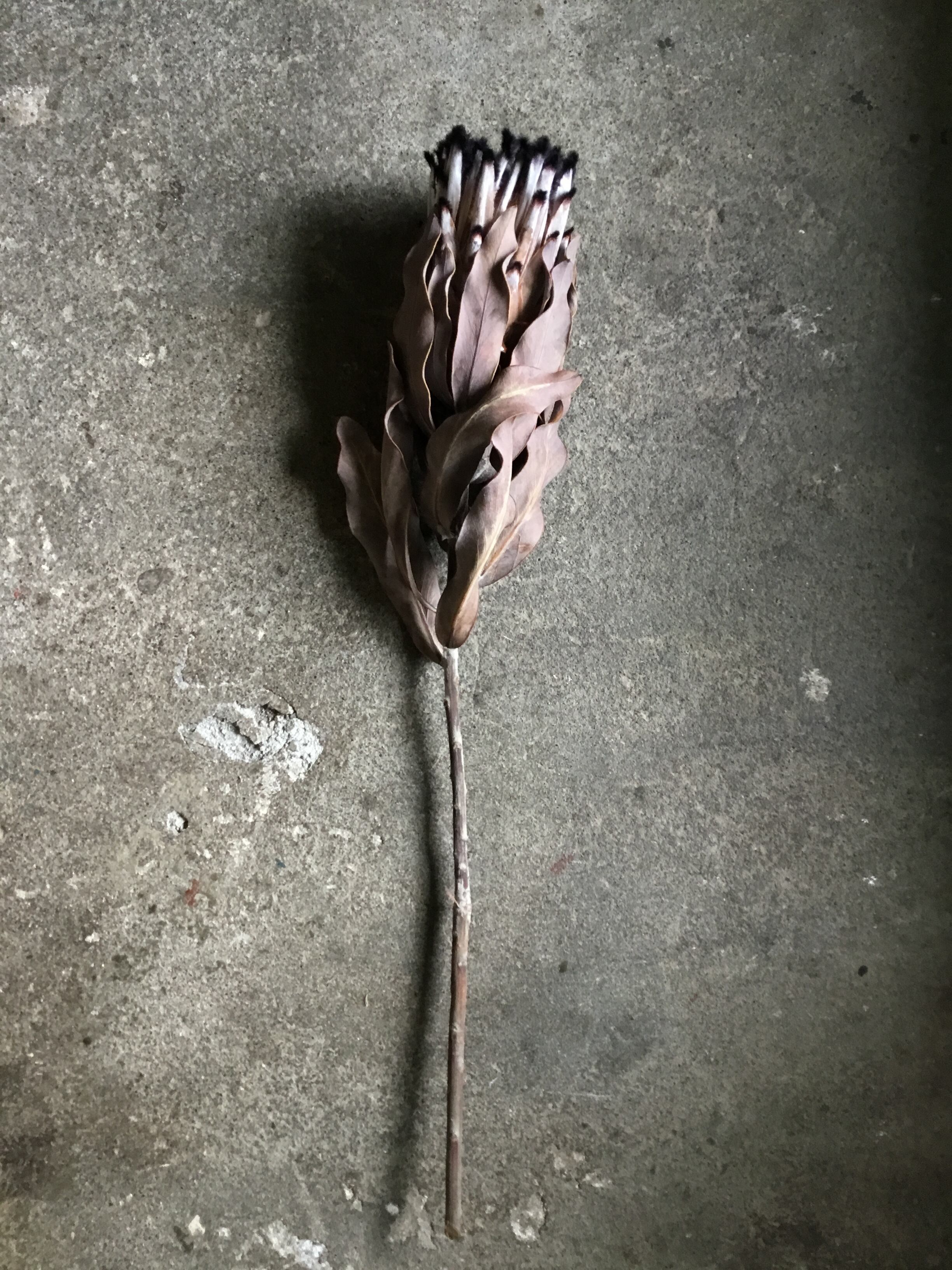 プロテア ニオべ ドライフラワー | MEmENTO Dried flower arrangement