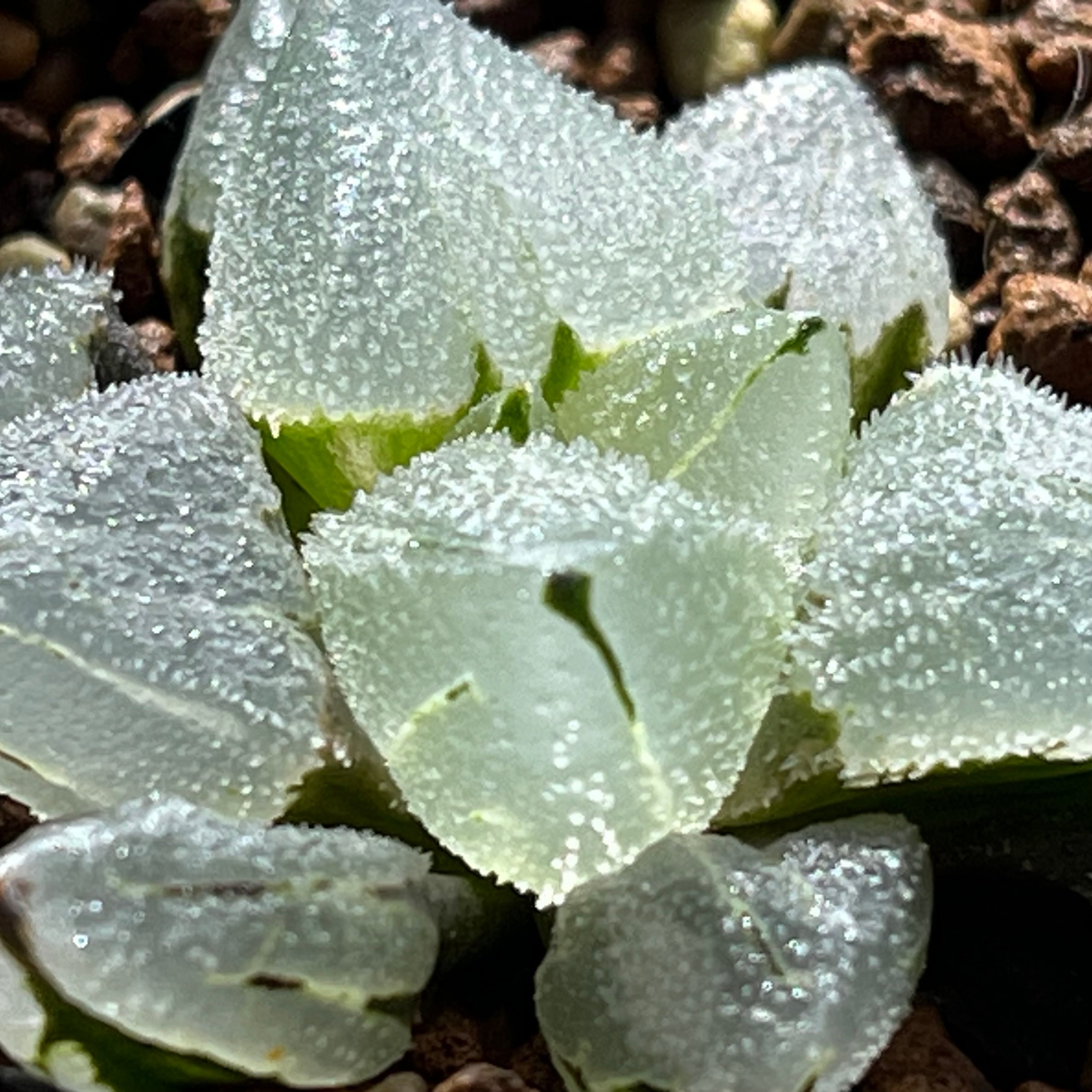 ハオルチア ピグマエアミュータント 特異株 | mocono_plants
