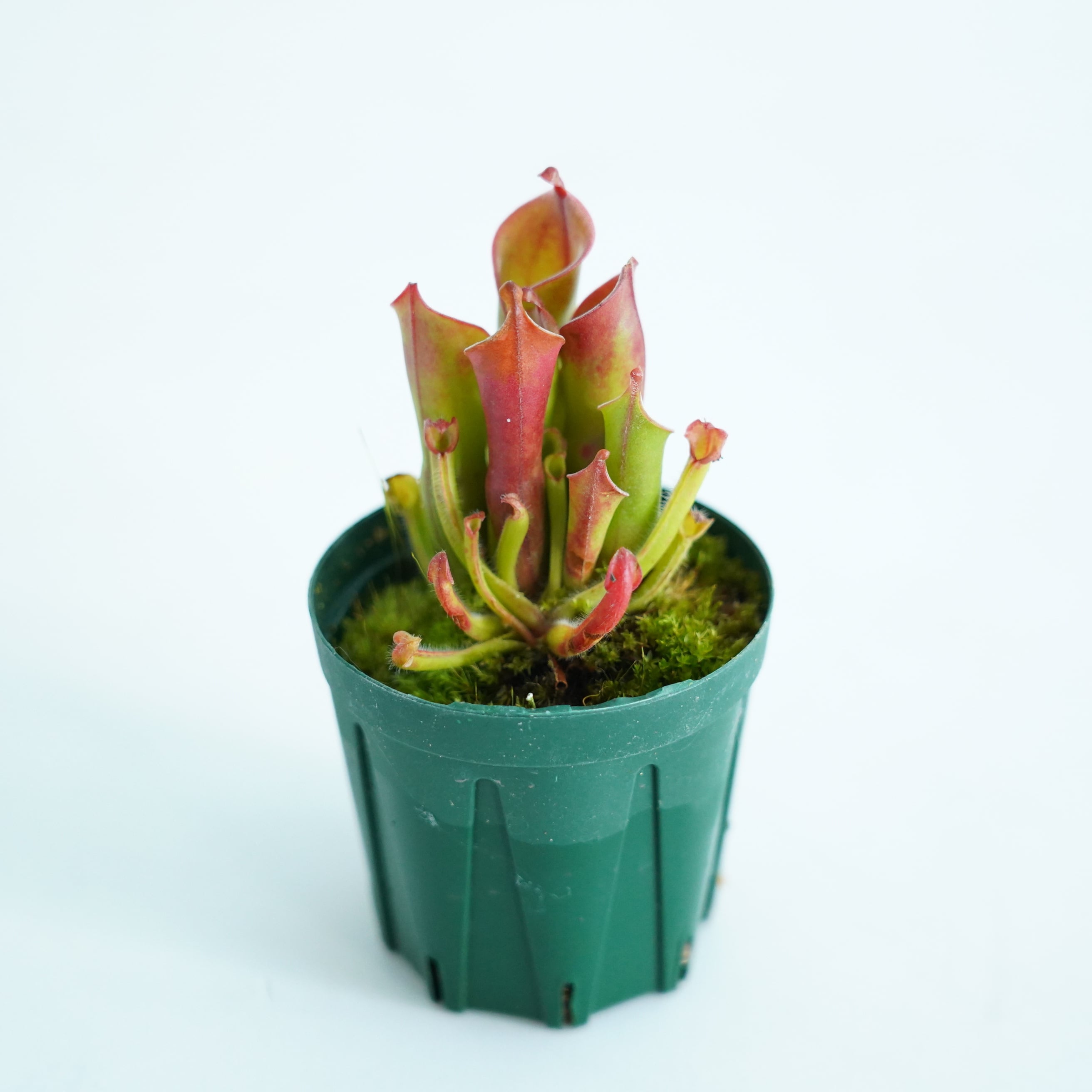 ヘリアンフォラ H.uncinata 食虫植物 ヘリアンフォラ Heliamphora (heterodoxsa × minor)【食虫植物】 苔