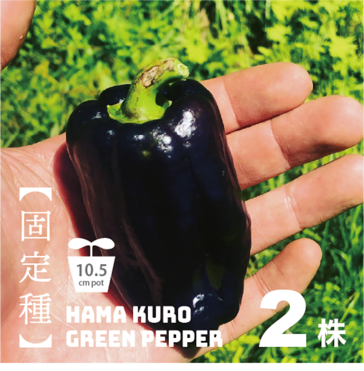 珍しいナスとピーマンの苗5本セット 5,6月にするピーマン、ナス