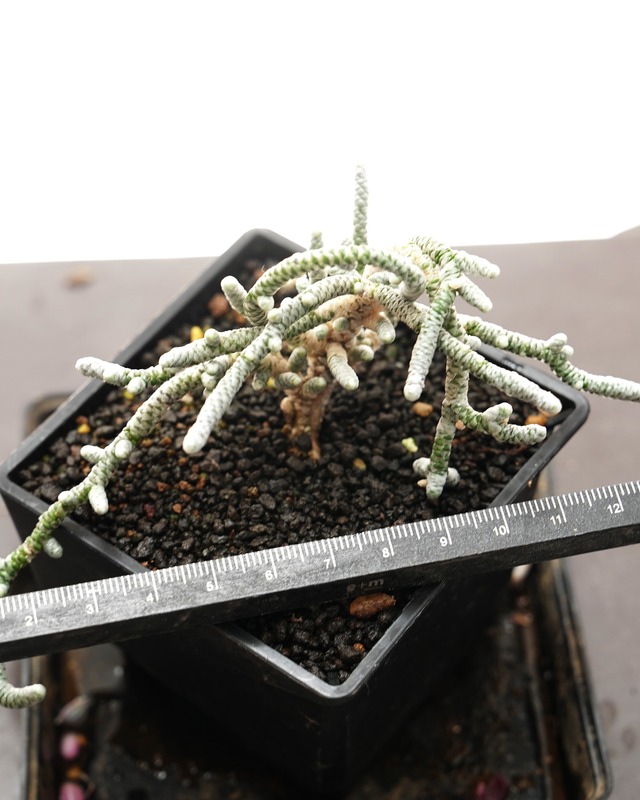 抜き苗 ドロサンテマム シルバーシルクワーム Drosanthemum 'Silver Silkworm'