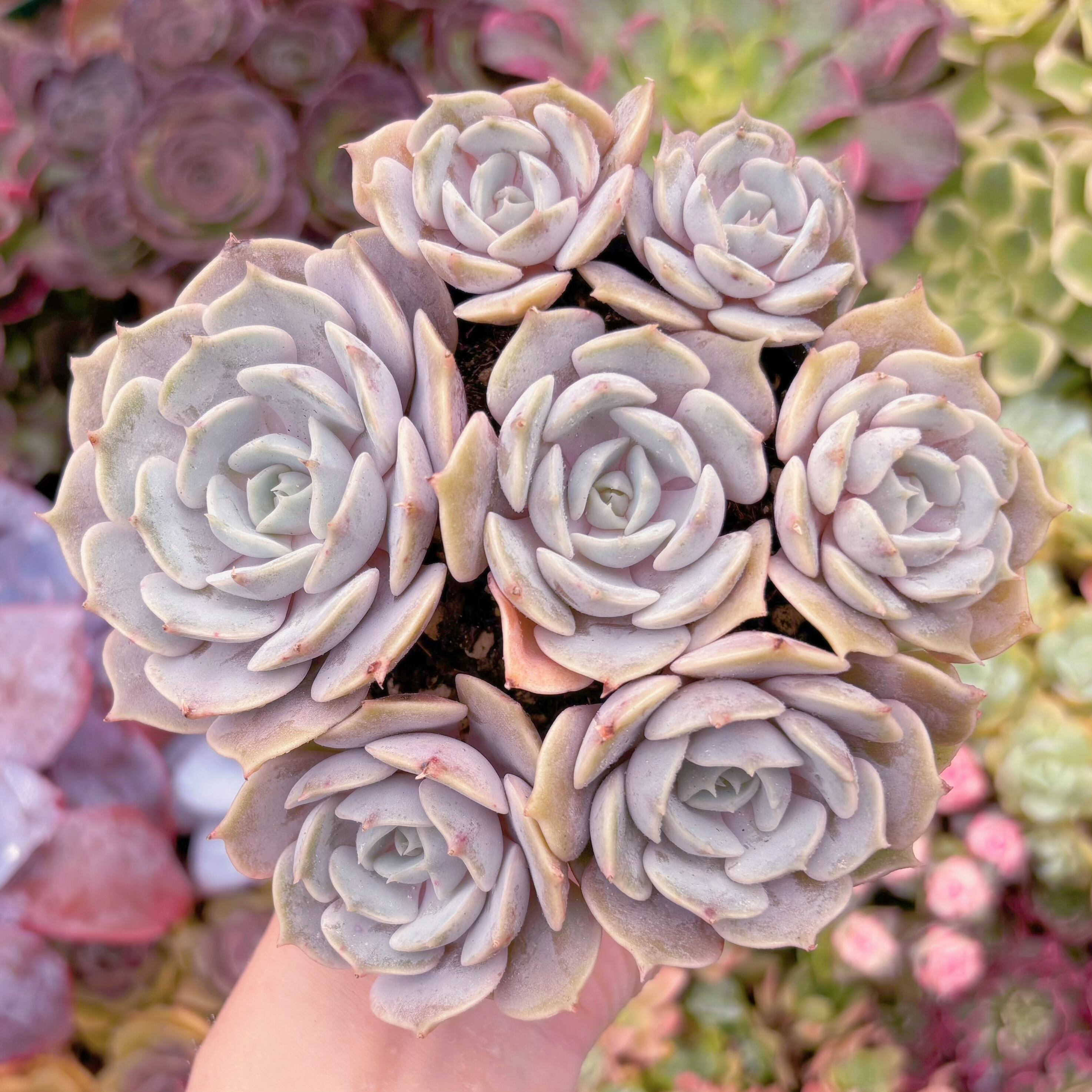現品 ローラ#F056 大群生 新入荷 るる農園 | るる農園~多肉植物専門