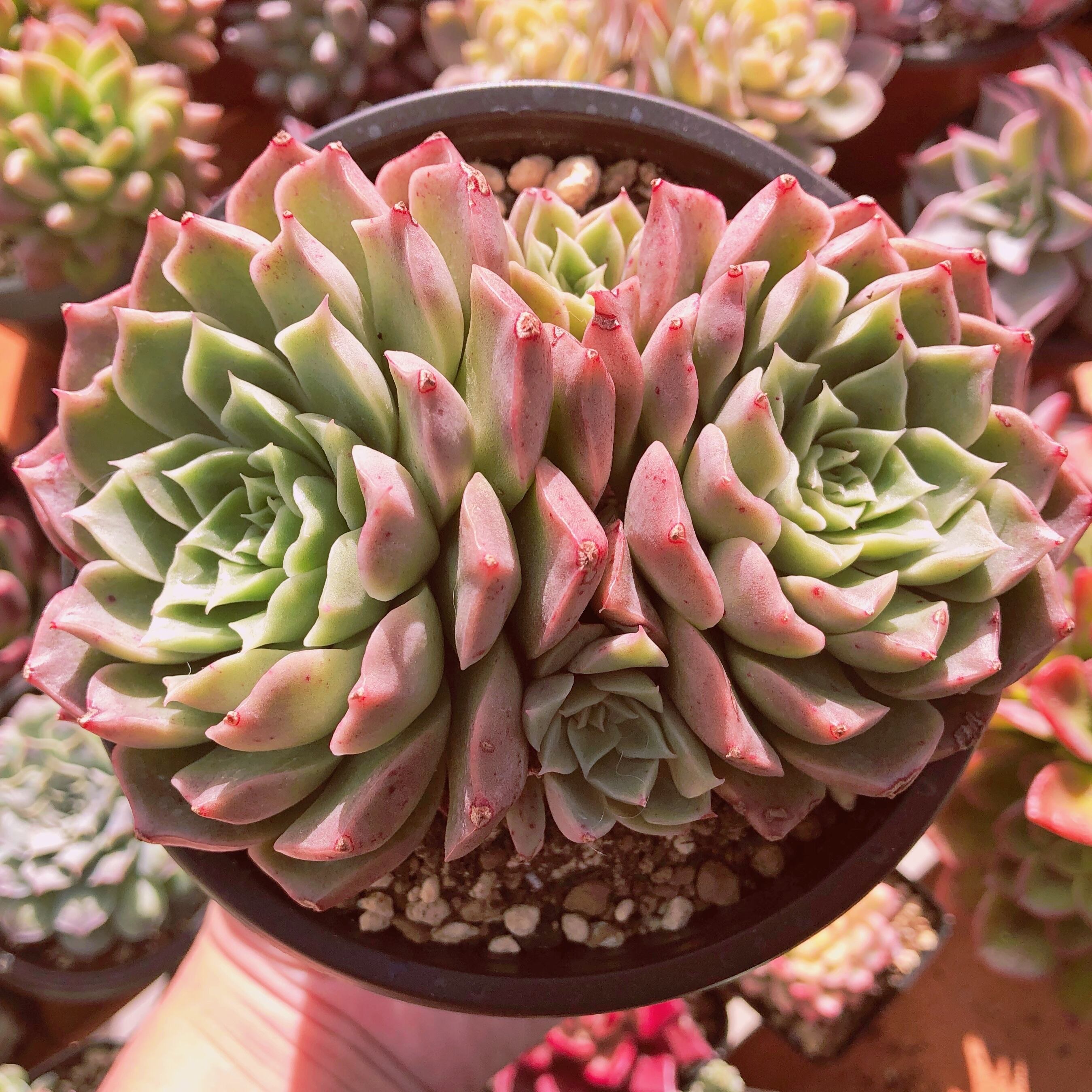 多肉植物　 シャイロック　2～3頭　大群生　