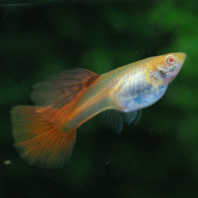 RREAギャラクシーレッドテール　若魚2ペア＋種親メス2匹