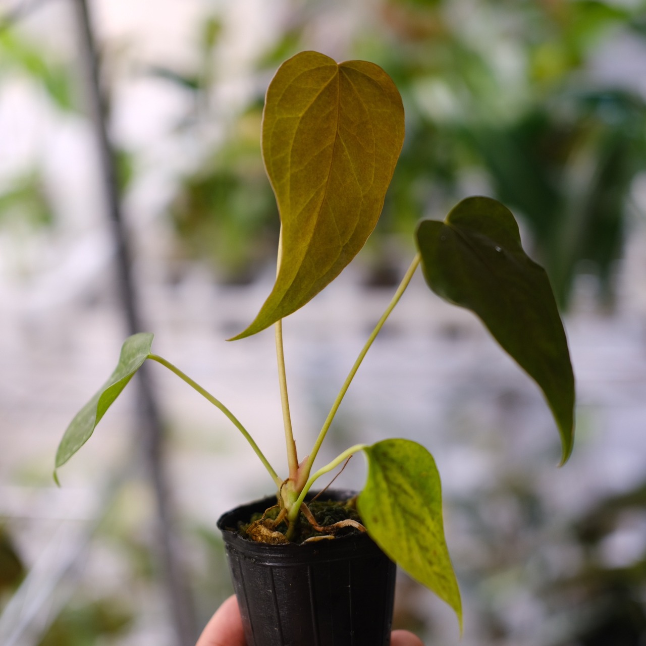 【希少】Anthurium Queen of Heart / アンスリウム クイーン オブ ハート⑭ / 観葉植物<育て方・花言葉>