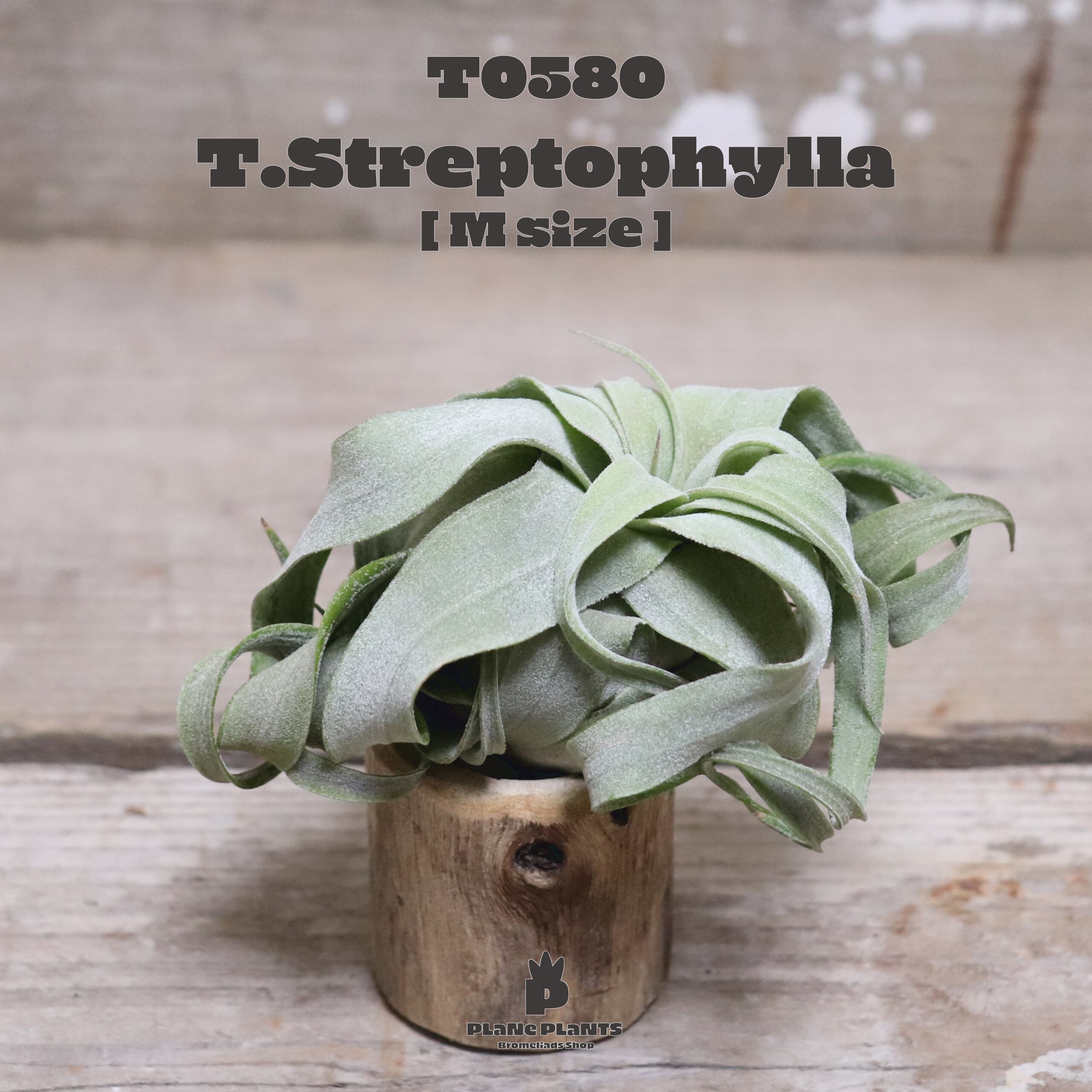 【送料無料】ストレプトフィラM〔エアプランツ〕現品発送T0580