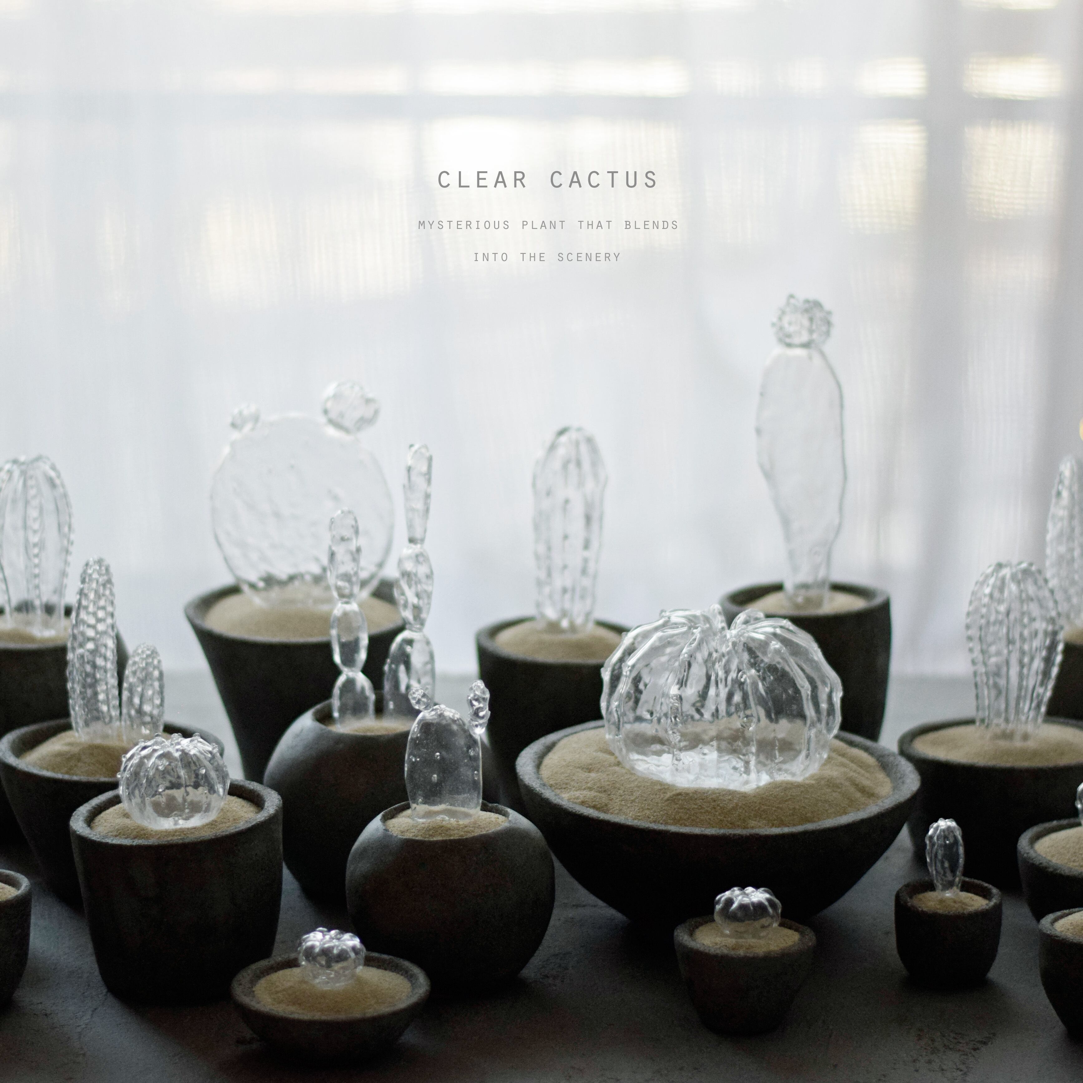 透明サボテン 透明サボテン 010 a | echidna