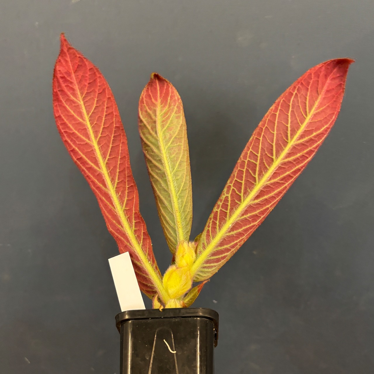 コルムネア eburnea (red type)【1036】