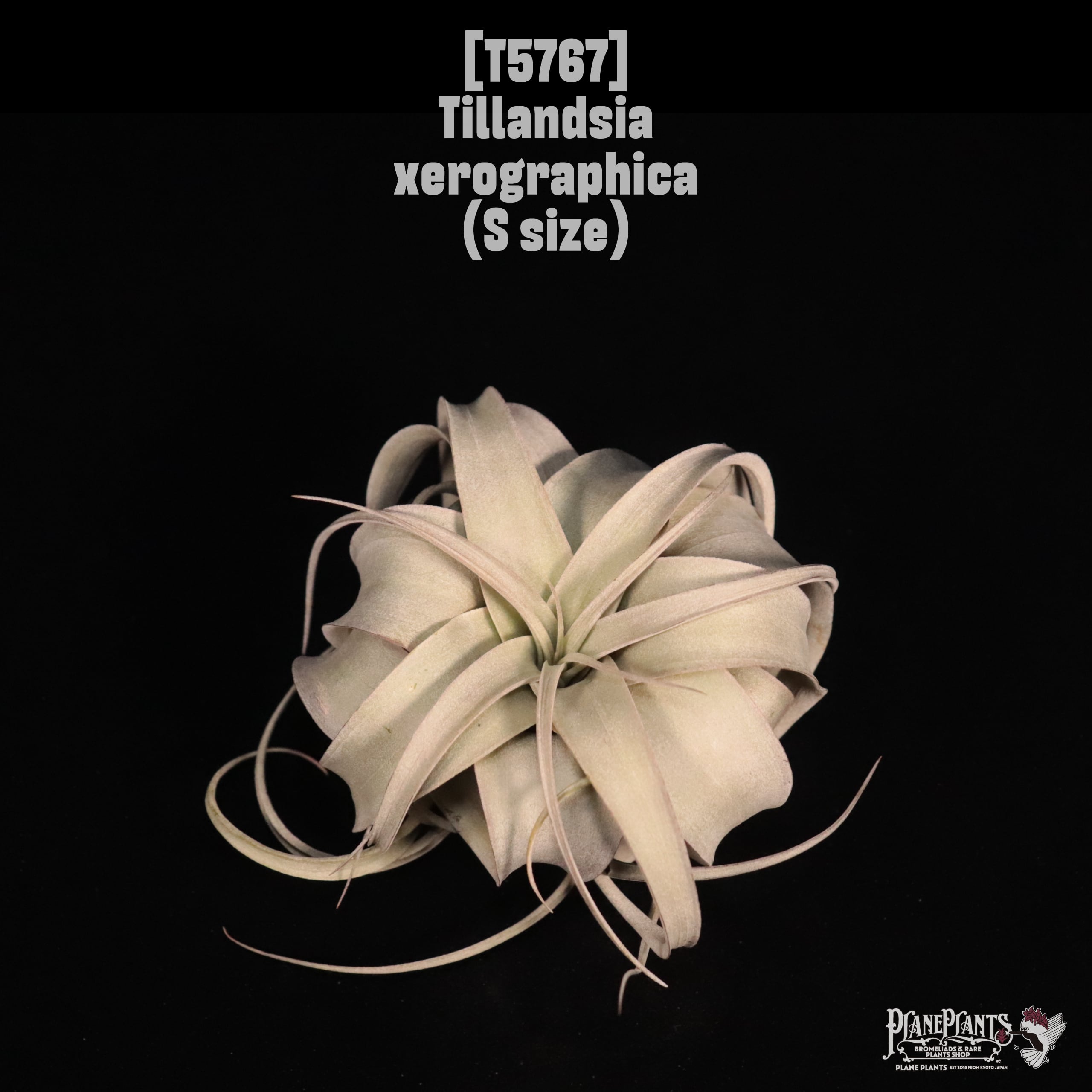 Tillandsia xerographica S 〔ティランジア〕T5767