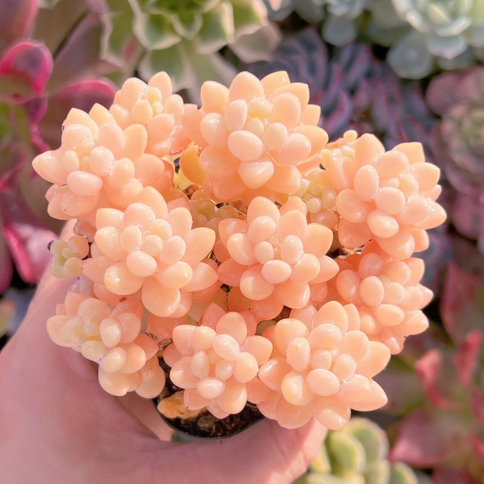 現品　パールミルク#794    群生　るる農園