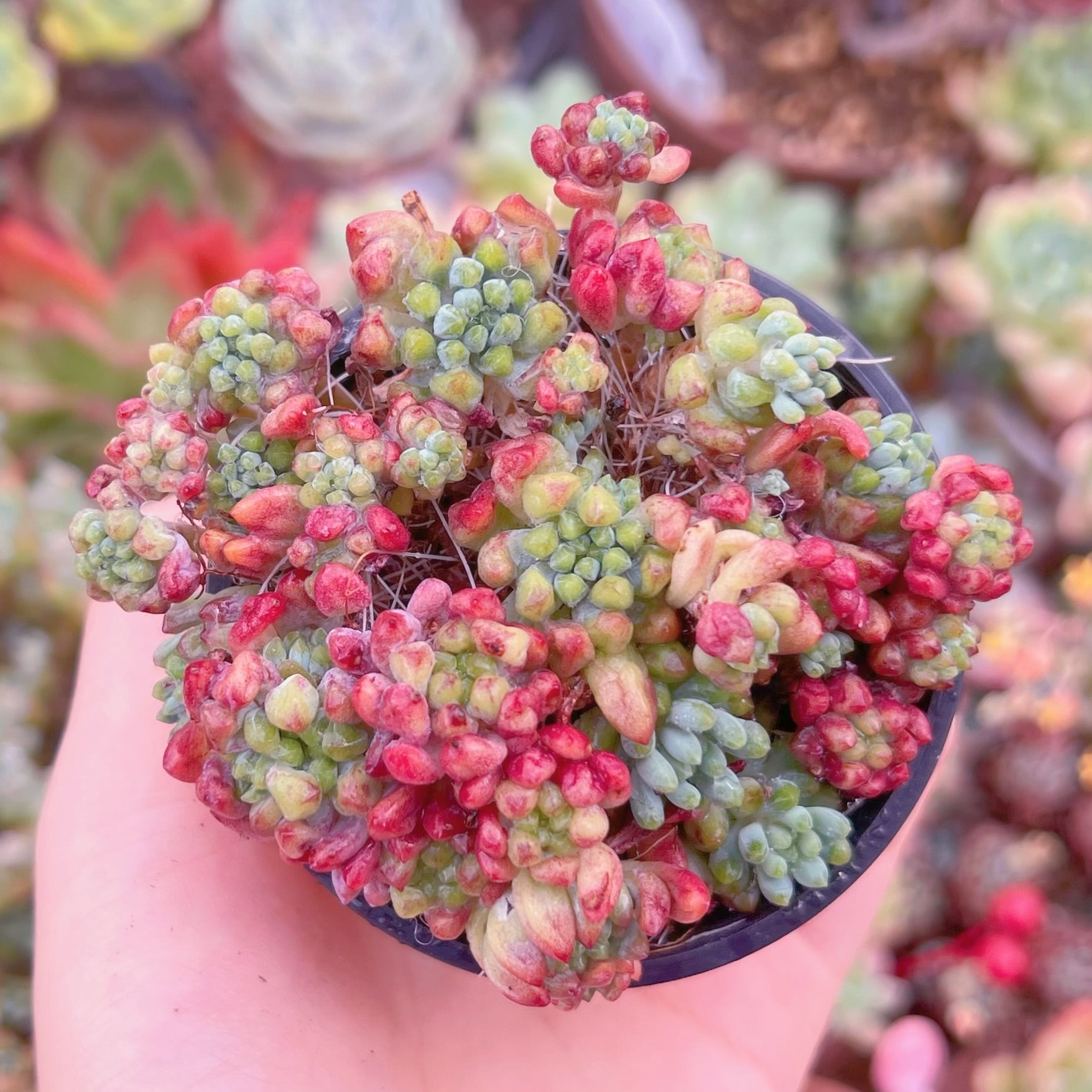 現品　花火#B52　るる農園