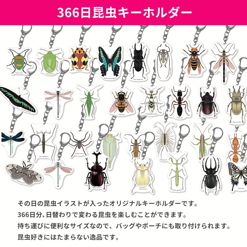 366日昆虫アクリルキーホルダー 【4月20日 ジュウサンホシテントウ