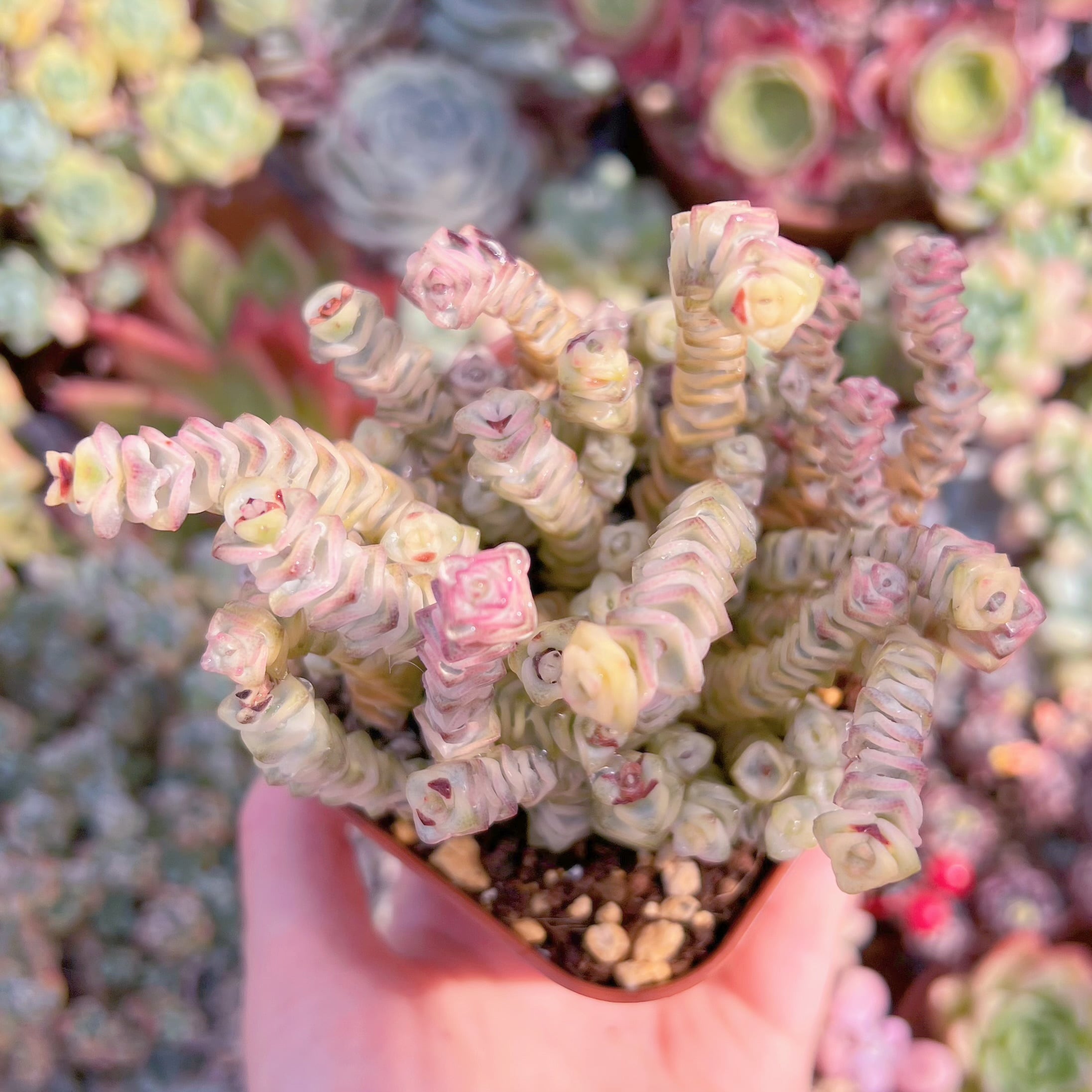 現品　ファンタジー錦#771　るる農園