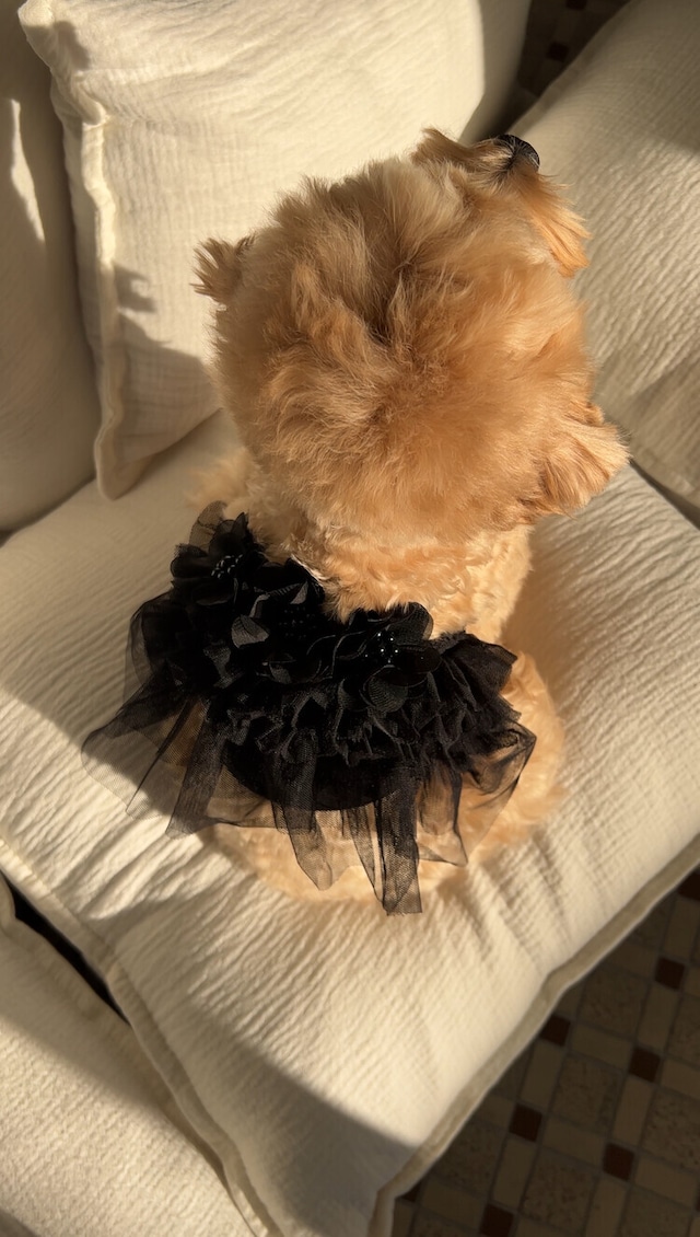 〈即納アイテム〉SICGGU / ムーンライトドレス