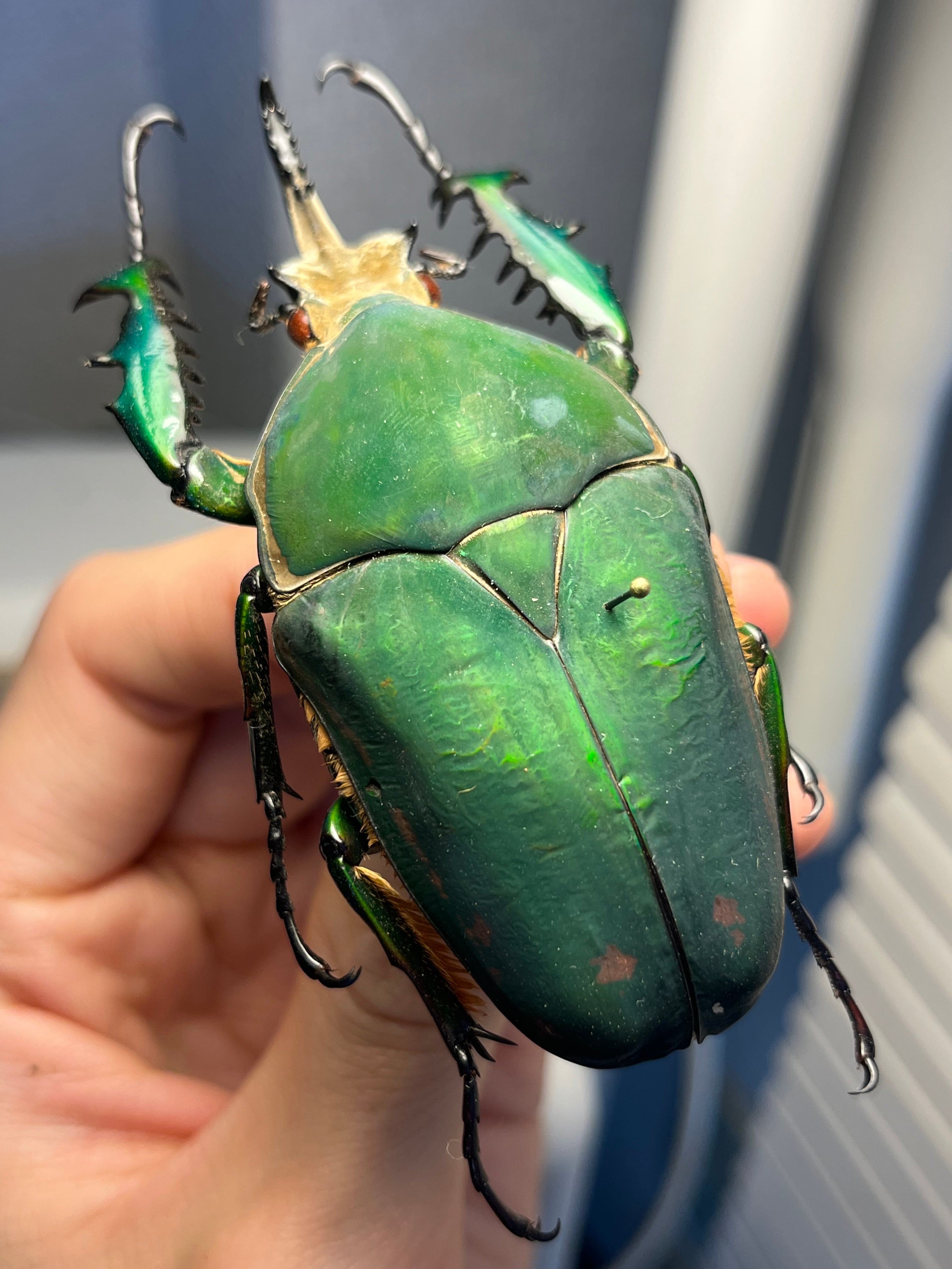 属内最大種】クビワオオツノハナムグリ カナブン ゴライアスオオツノ