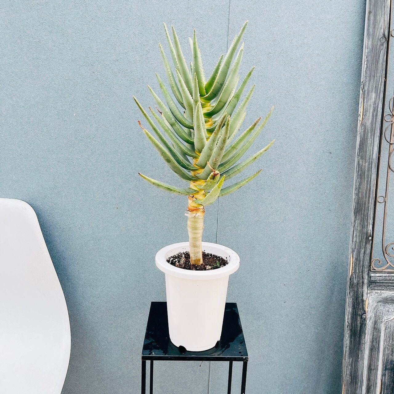 現品］9番 アロエ ディコトマ 6号 観葉植物 室内 屋外 おしゃれ
