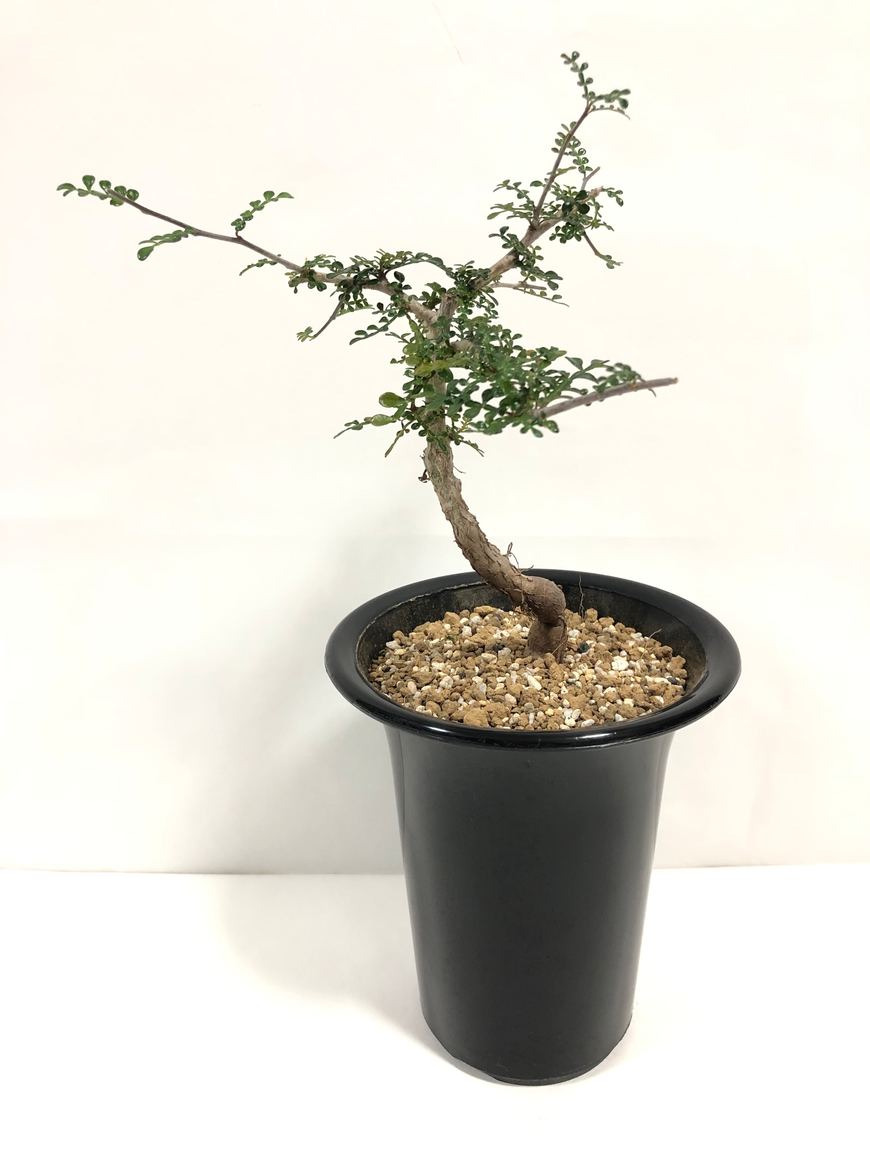 塊根植物　オペルクリカリア　デカリー Operculicarya decaryi オペルクリカリア・デカリー 塊根植物