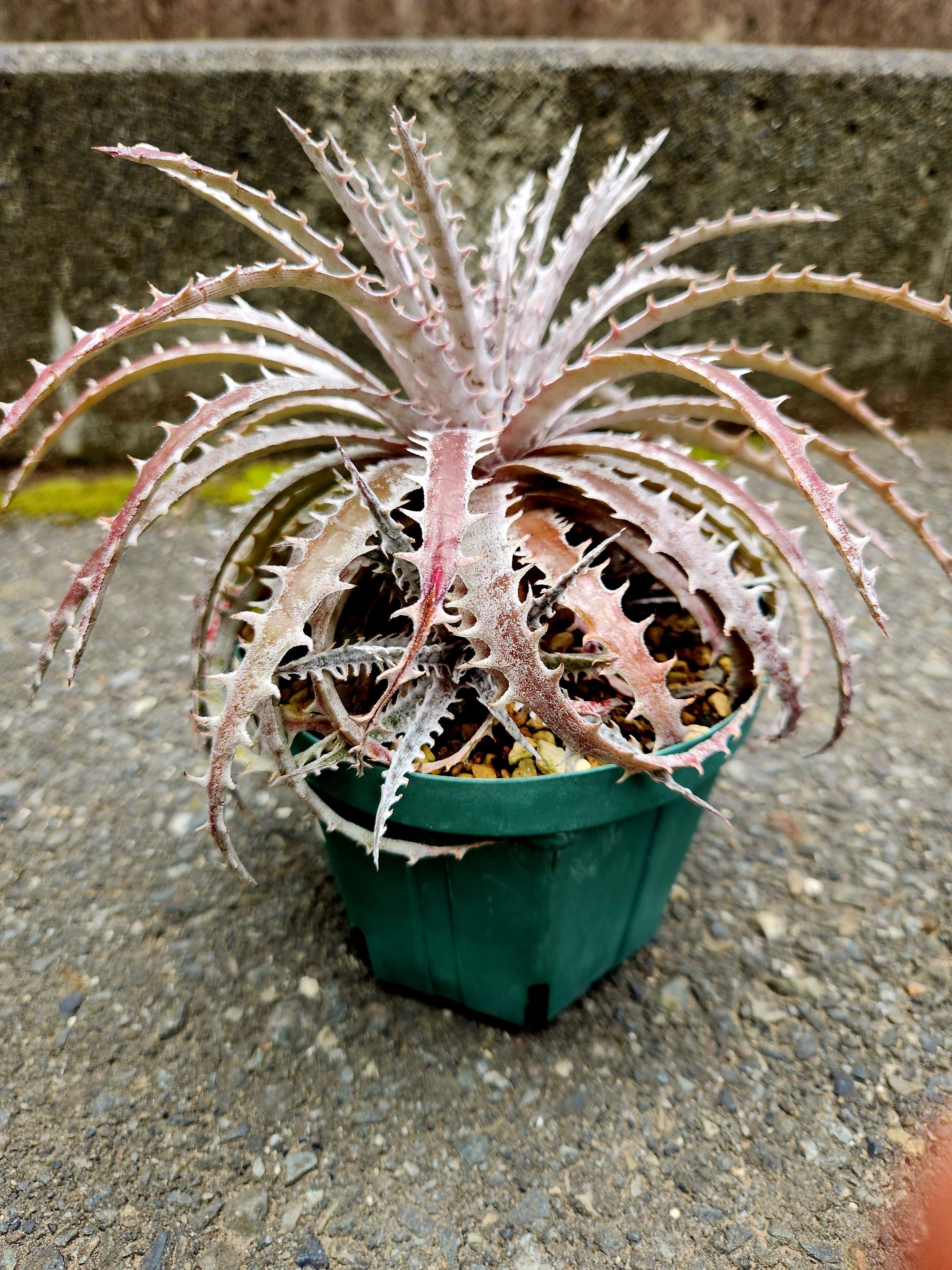 ディッキア・シルバーマーキュリー dyckia・silver mercury | フラワー