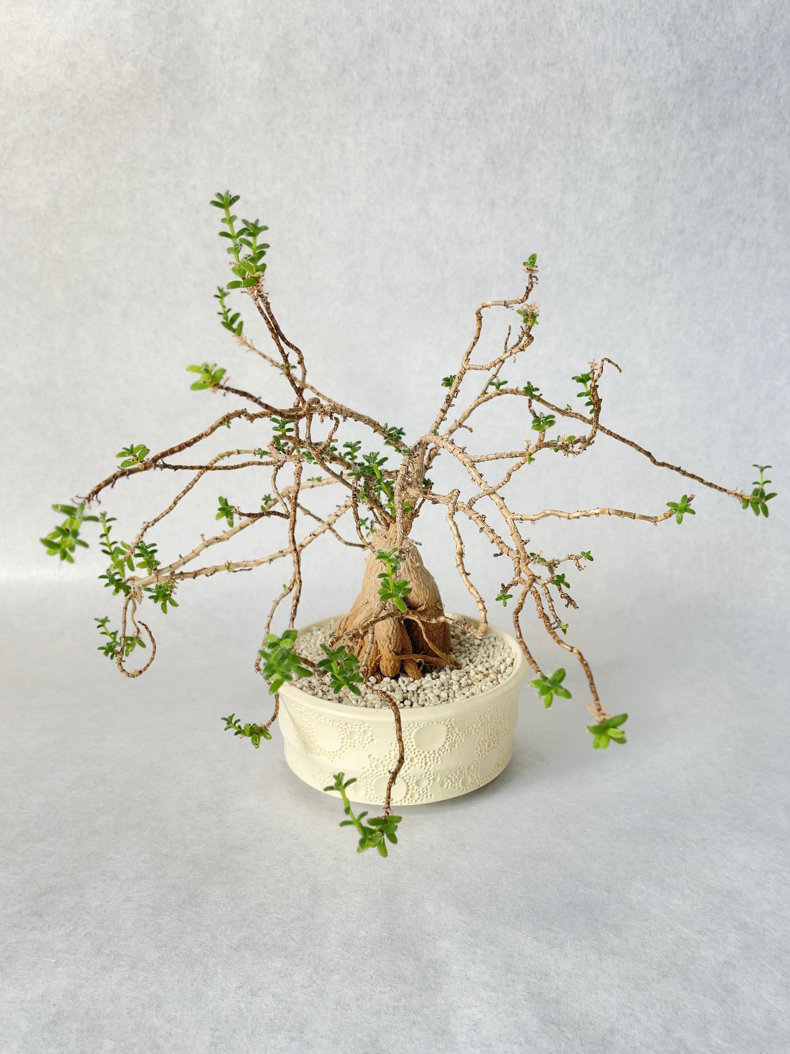 トリコディアデマ・ブルボスム | trigger