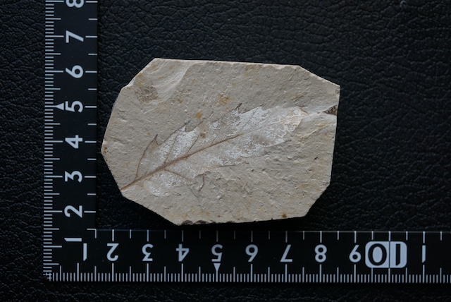 ハンガリー産木の葉化石 Leaf Fossil 1817