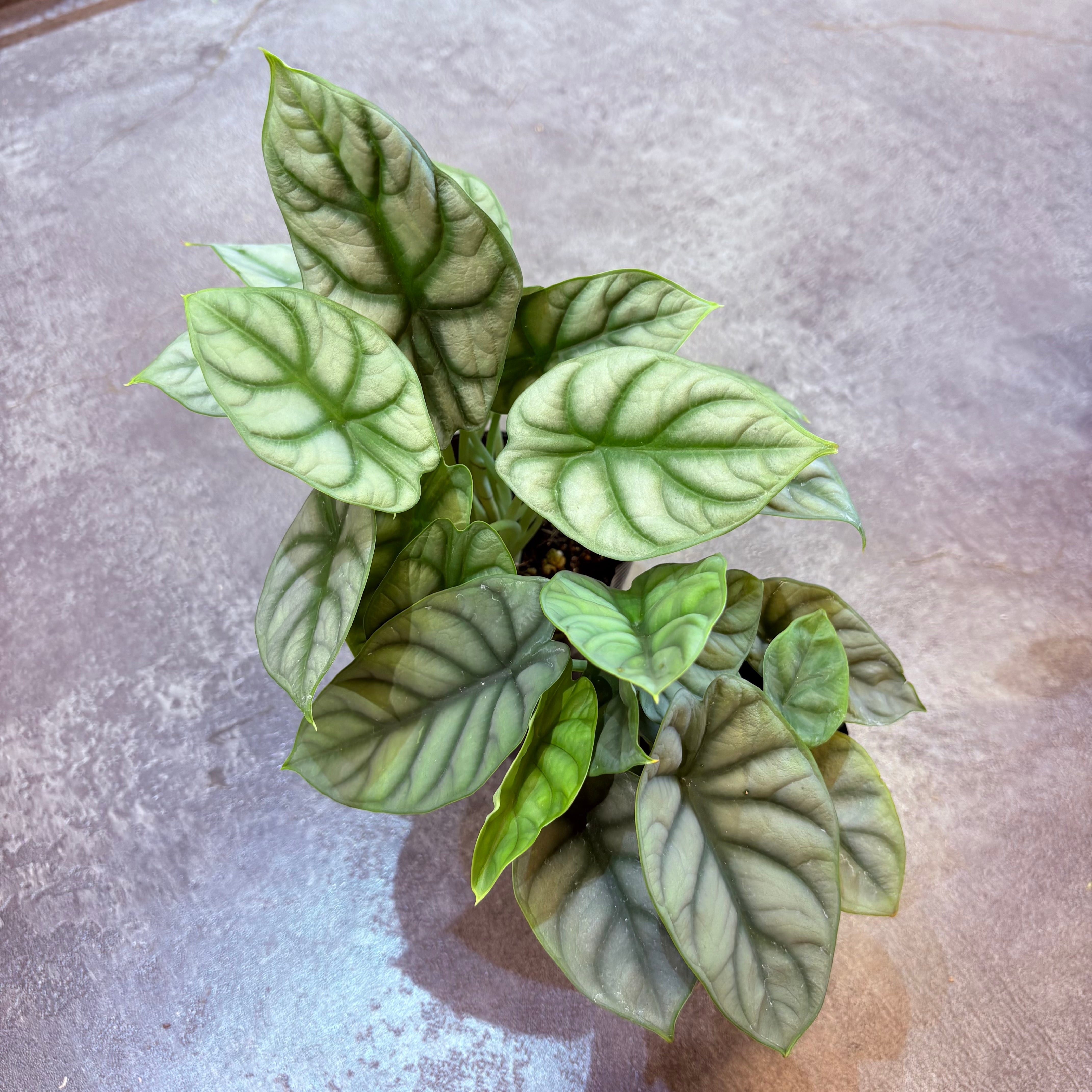 アロカシア シルバードラゴン アルボ 斑入り Alocasia Silver Dragon