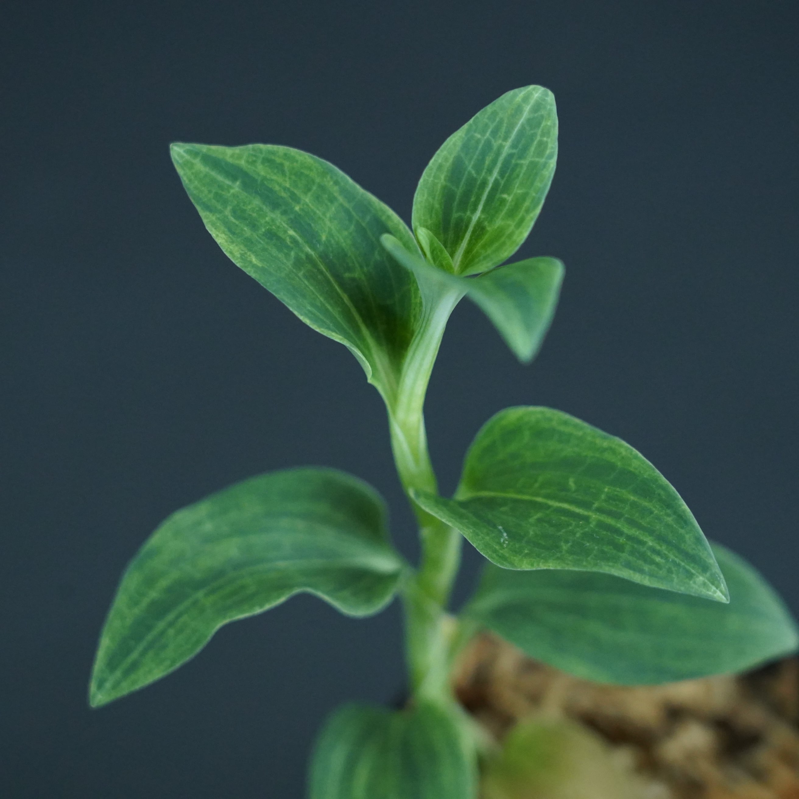 ◆現品◆ミヤマウズラ 砂子斑【ジュエルオーキッド宝石蘭/TheGAKI】#631