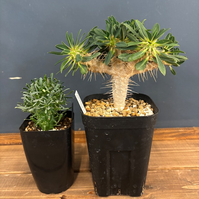 【現品】2026年　ユーフォルビア福袋　20,000円